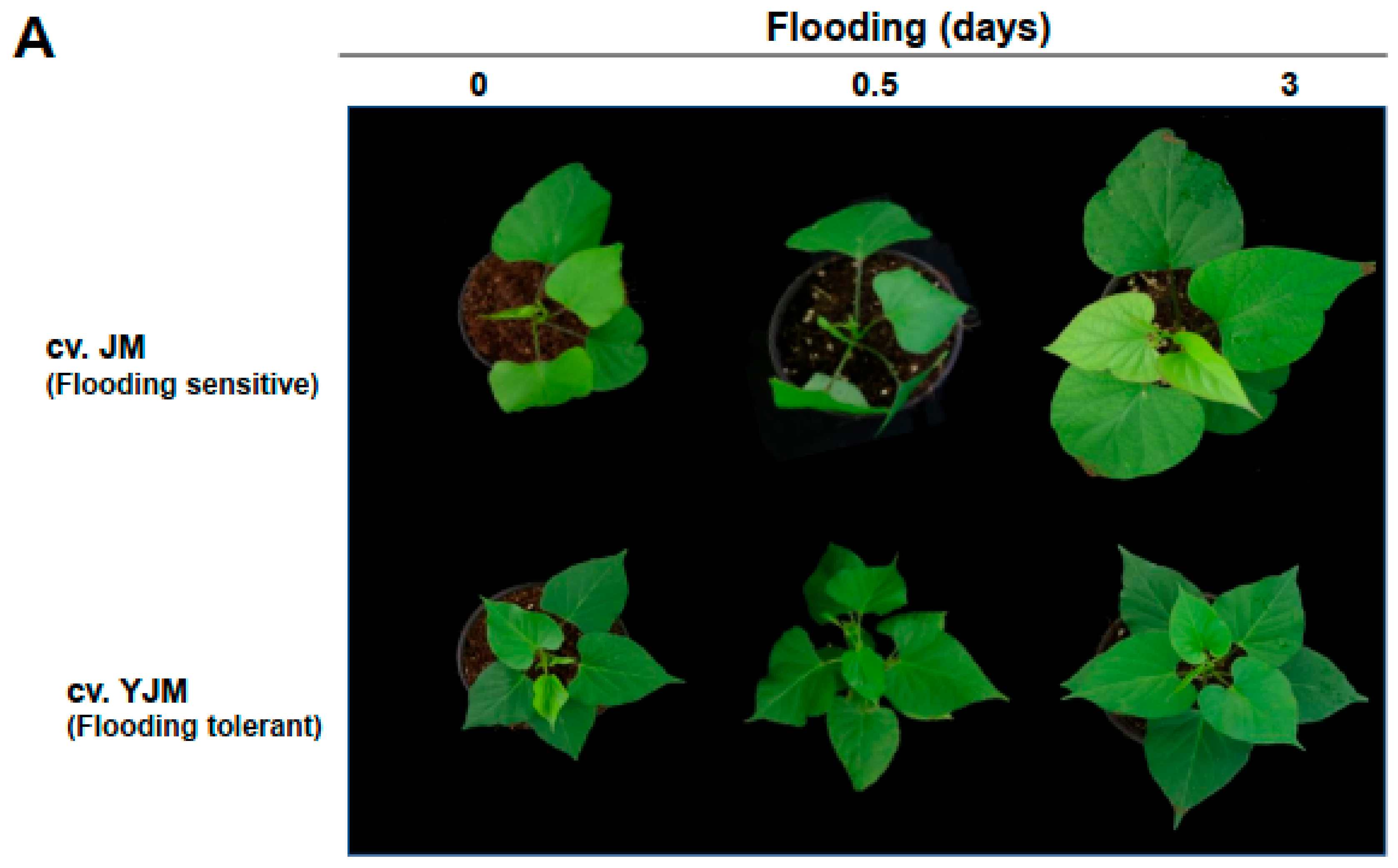 Antioxidants 11 00878 g001a