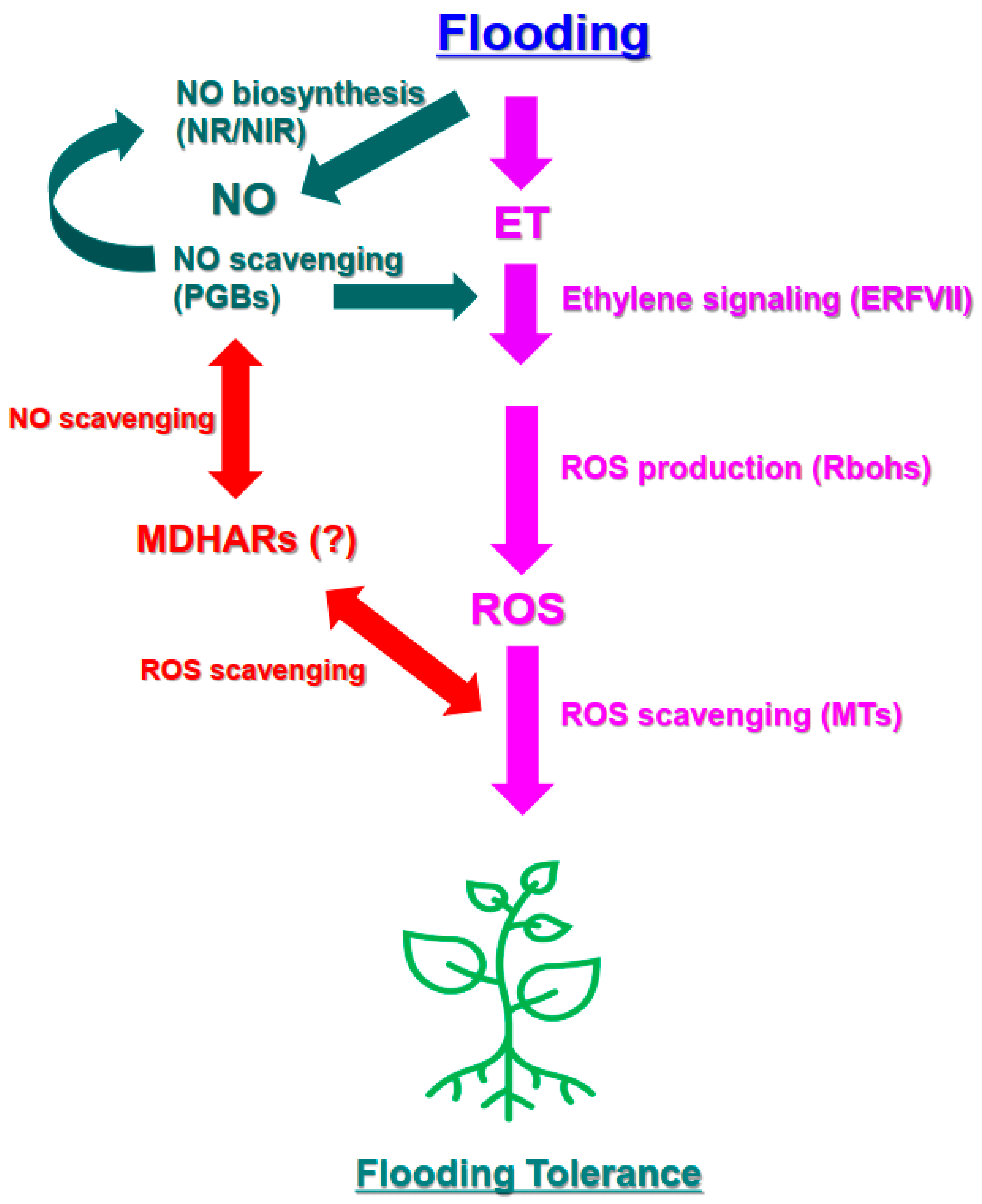 Antioxidants 11 00878 g005