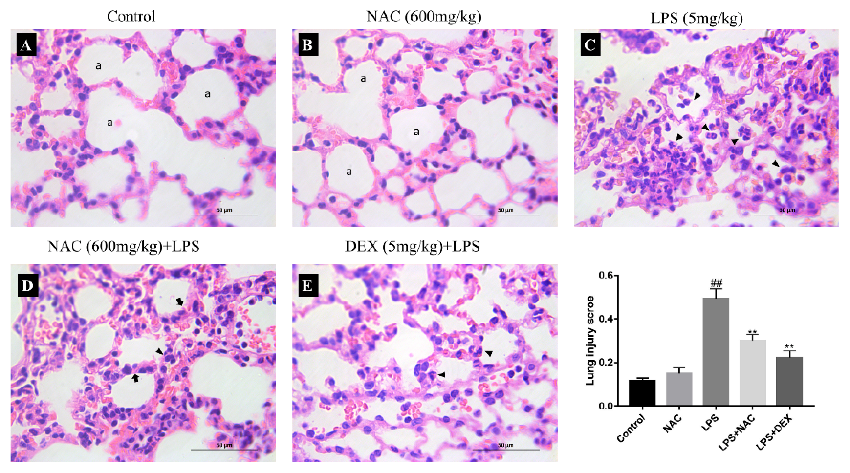Antioxidants 11 00879 g004
