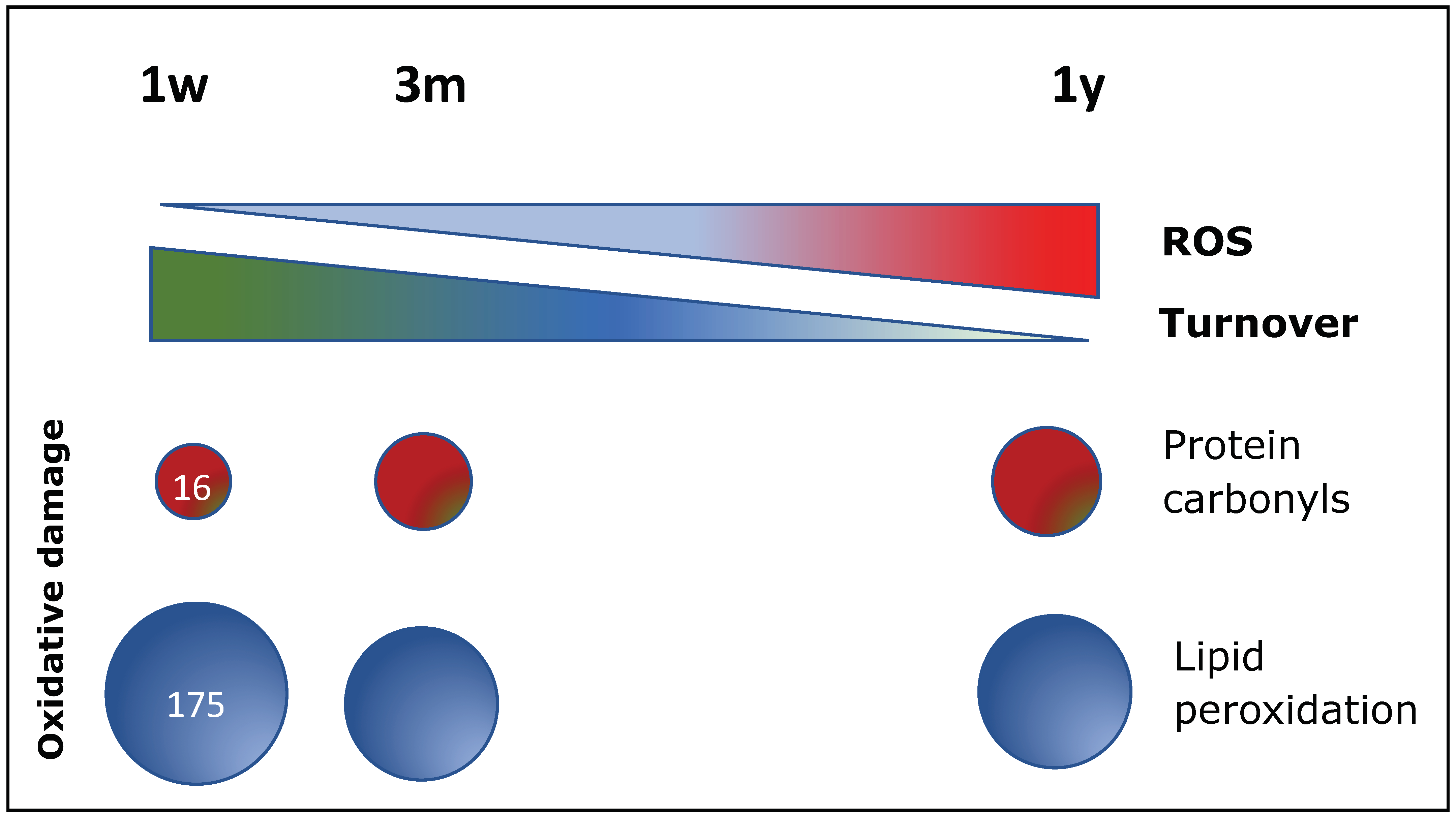 Antioxidants 11 00882 g004