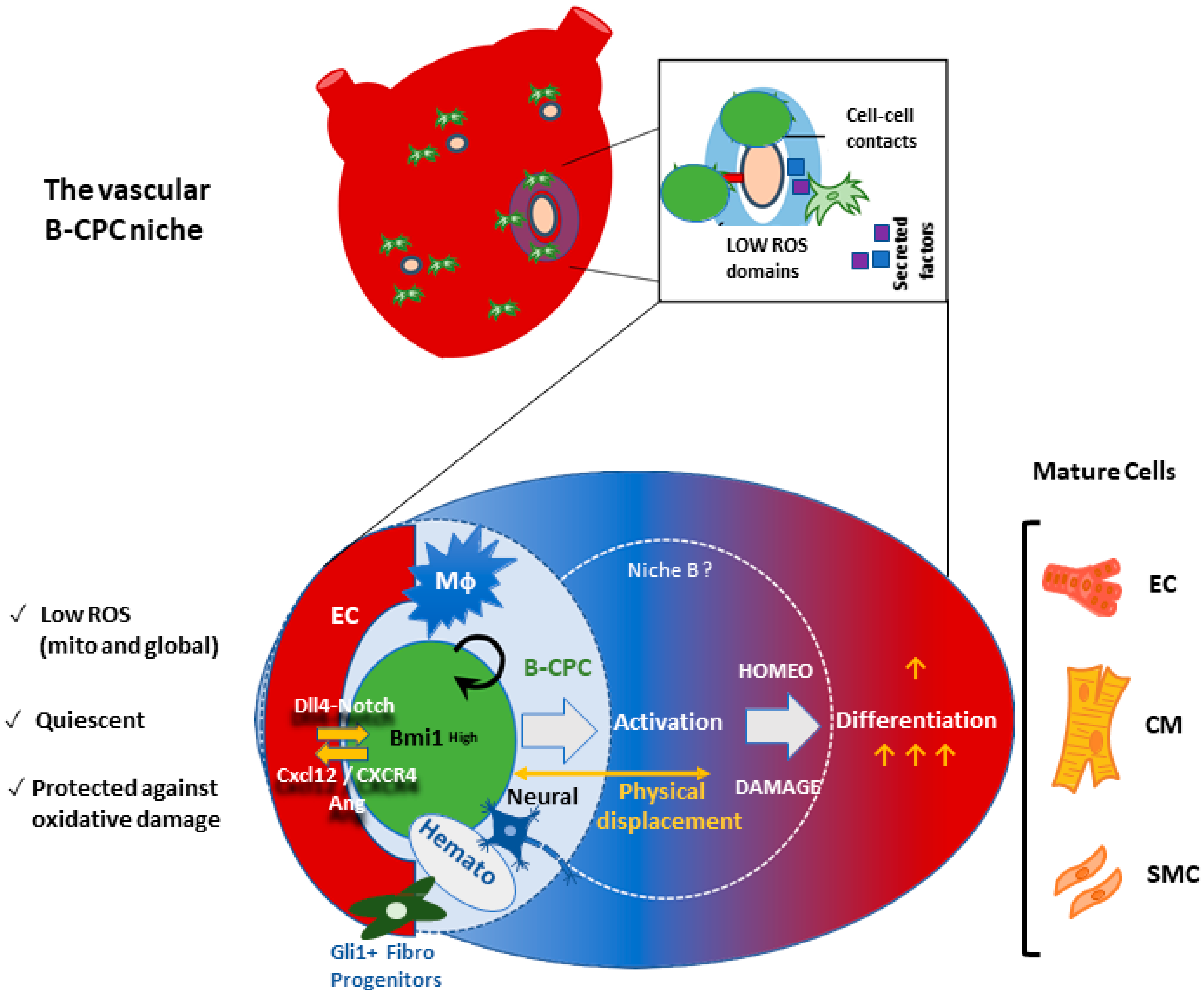 Antioxidants 11 00882 g005