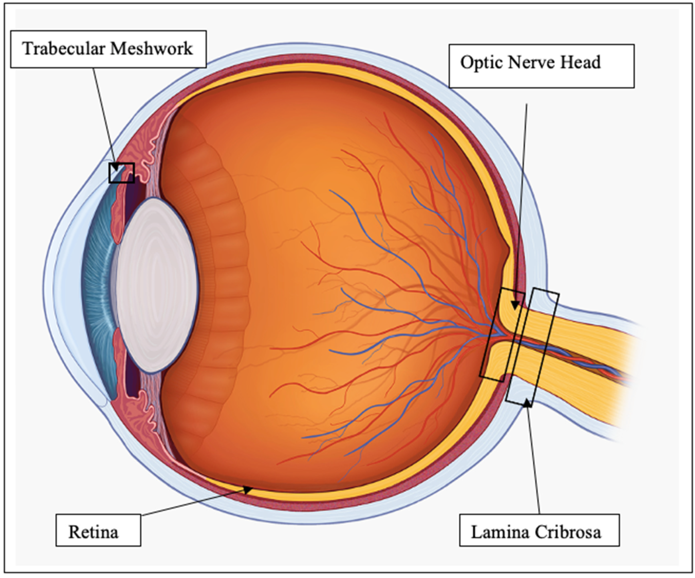 Antioxidants 11 00886 g001