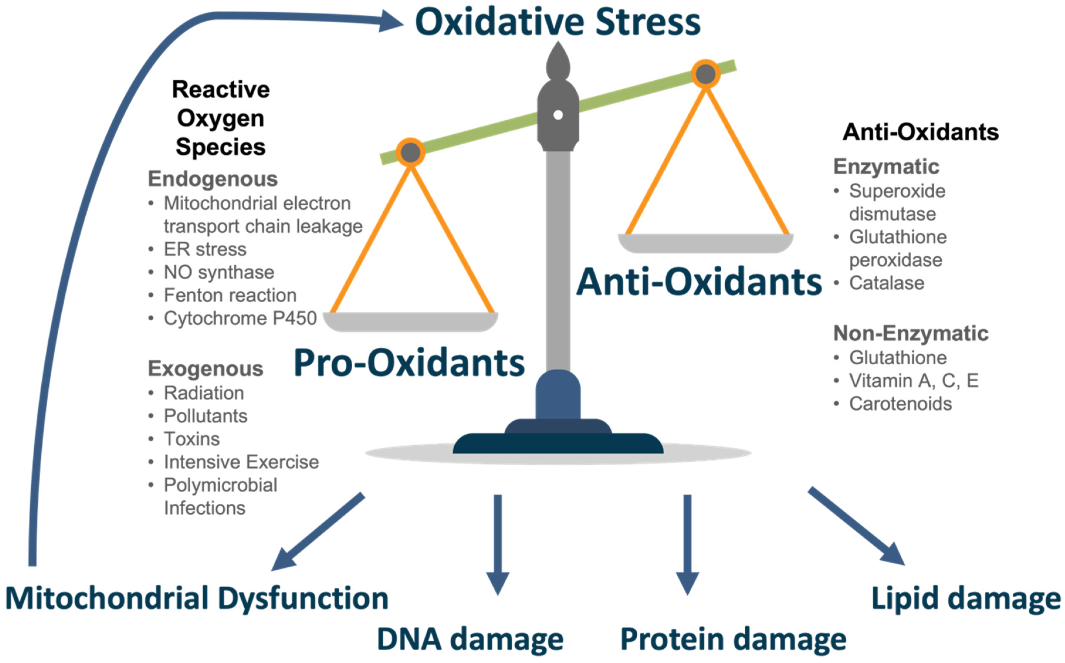 Antioxidants 11 00886 g002