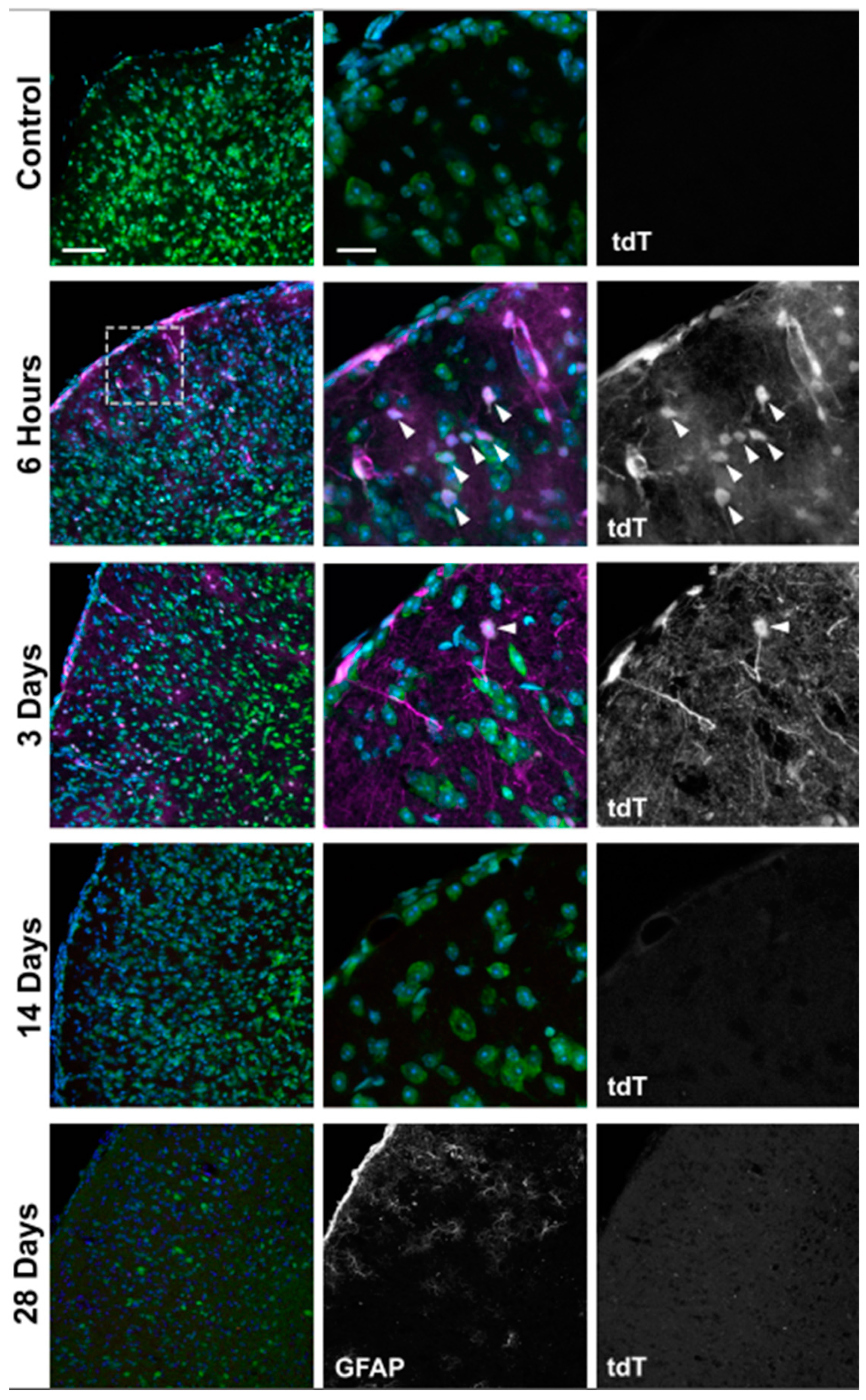 Antioxidants 11 00888 g009