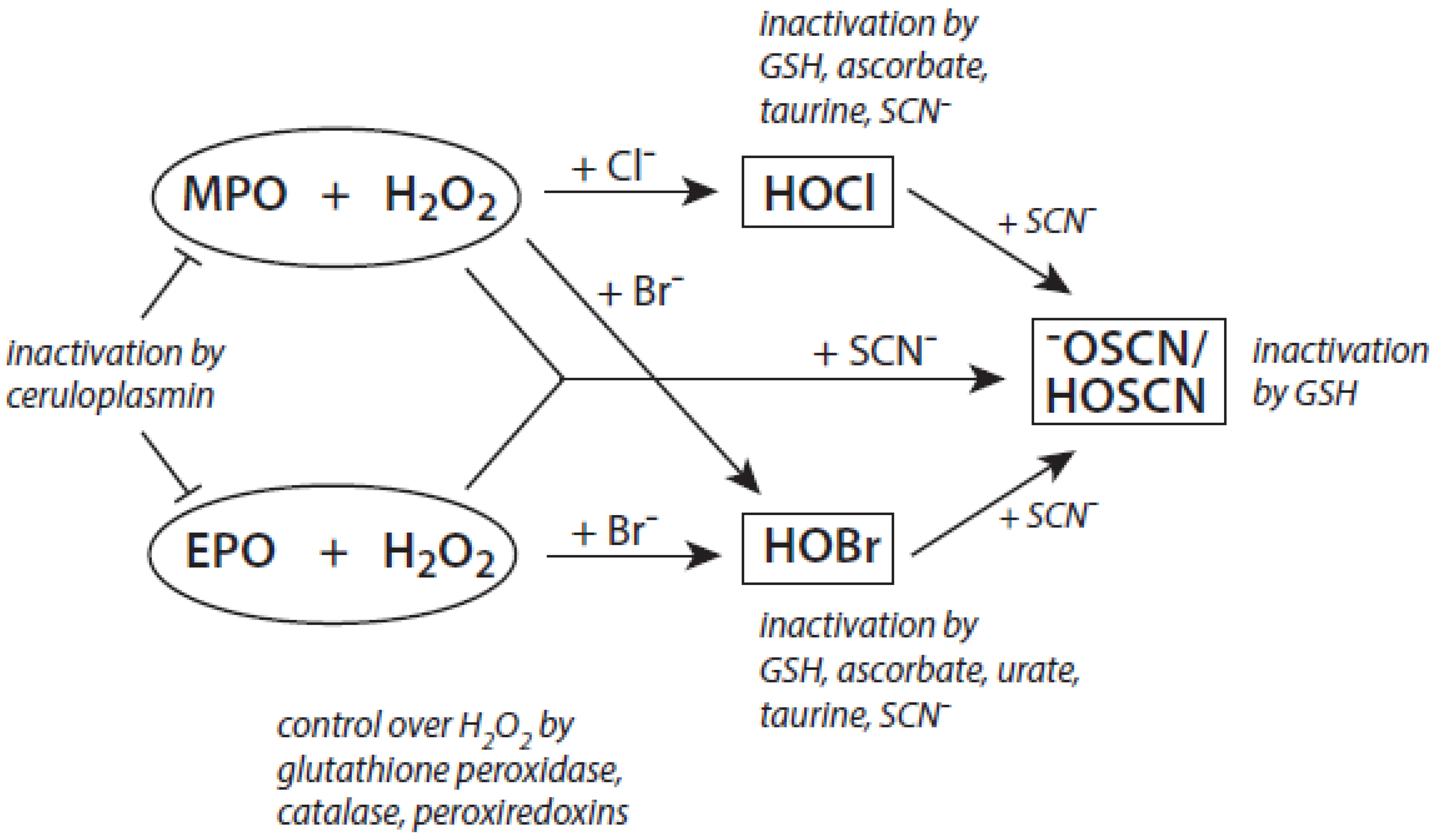 Antioxidants 11 00890 g003
