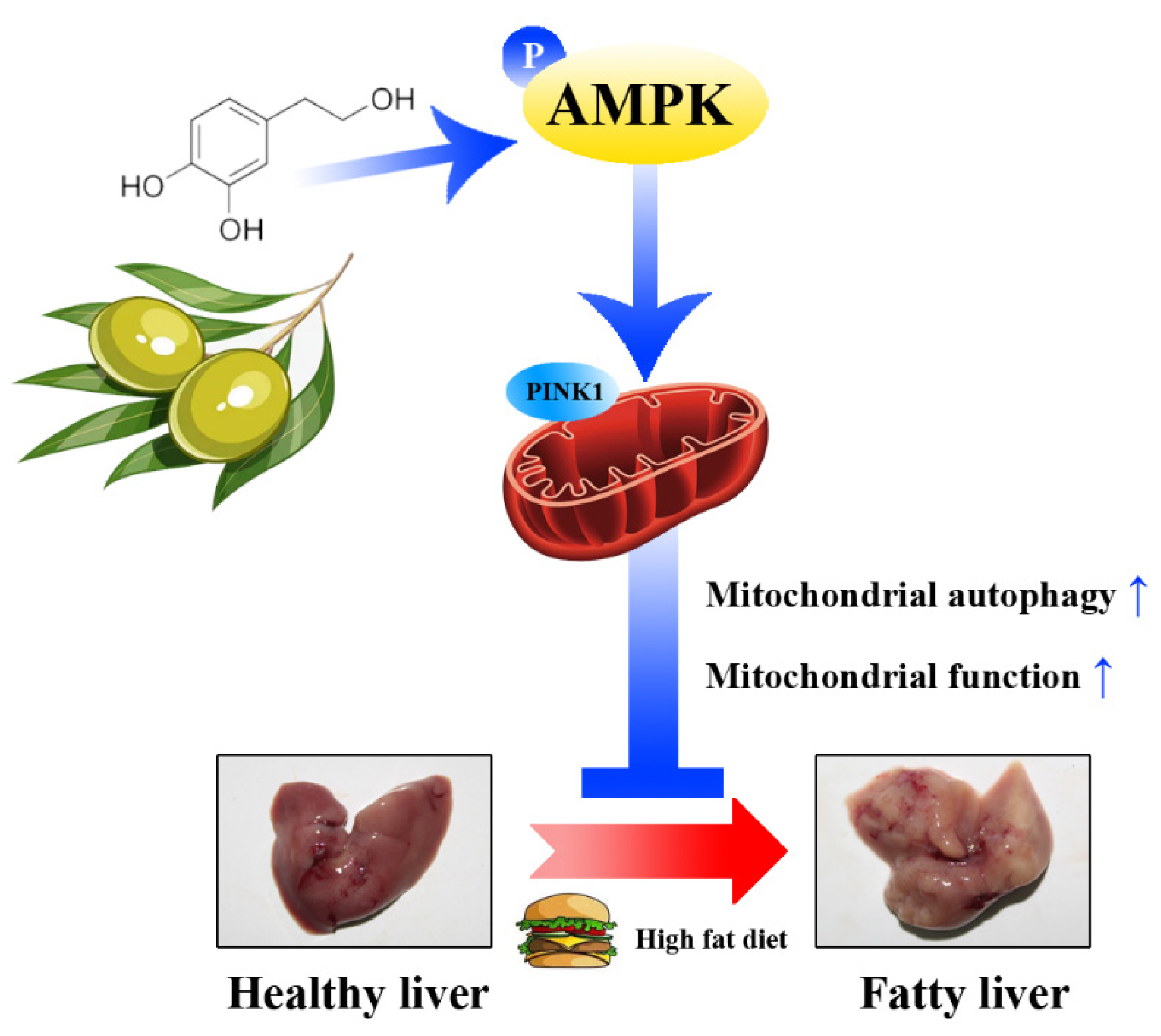 Antioxidants 11 00893 g010
