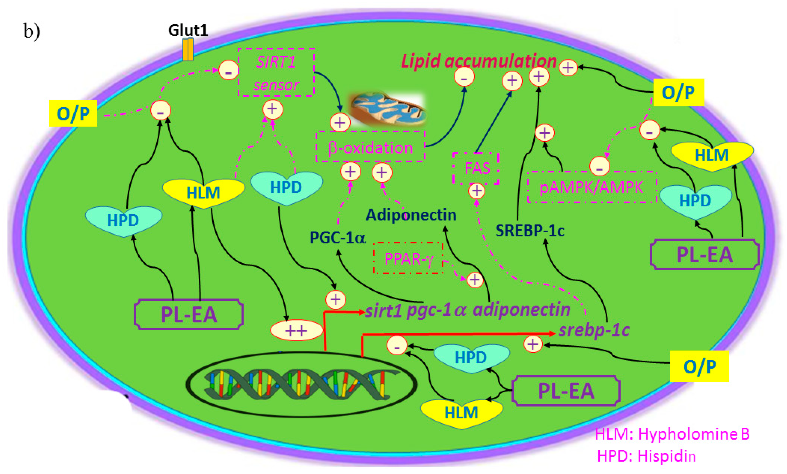 Antioxidants 11 00898 g012b