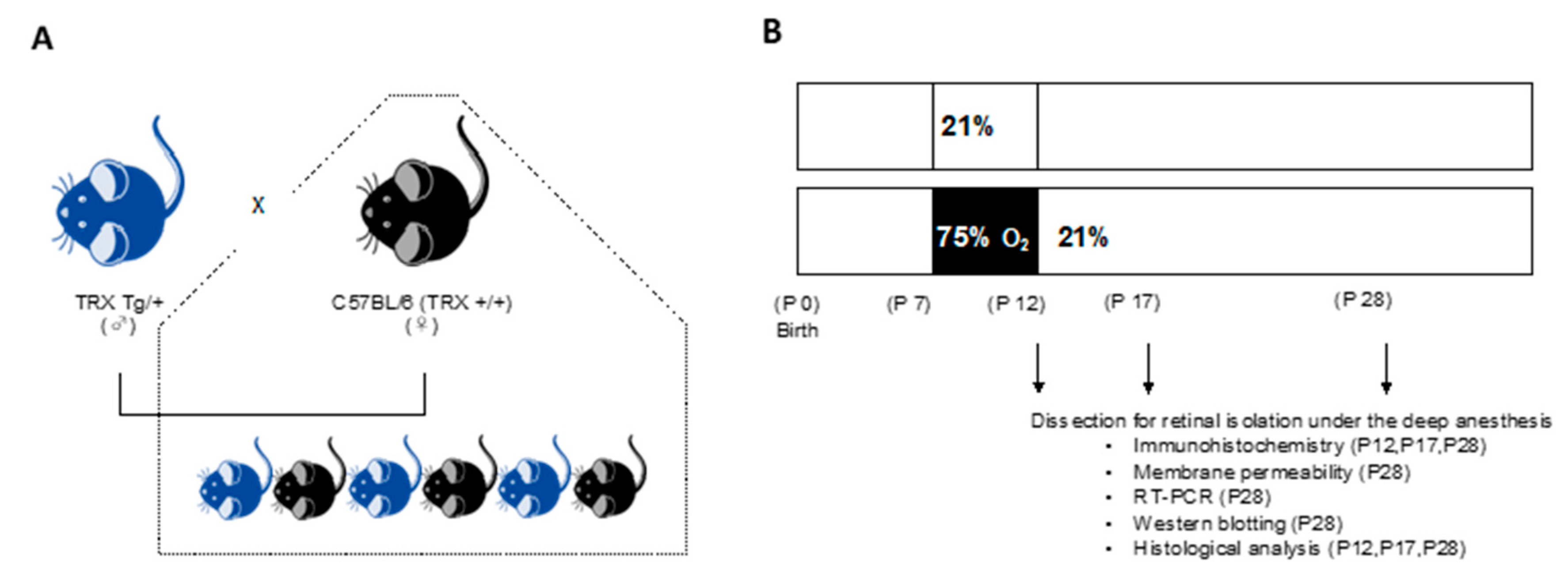 Antioxidants 11 00899 g001