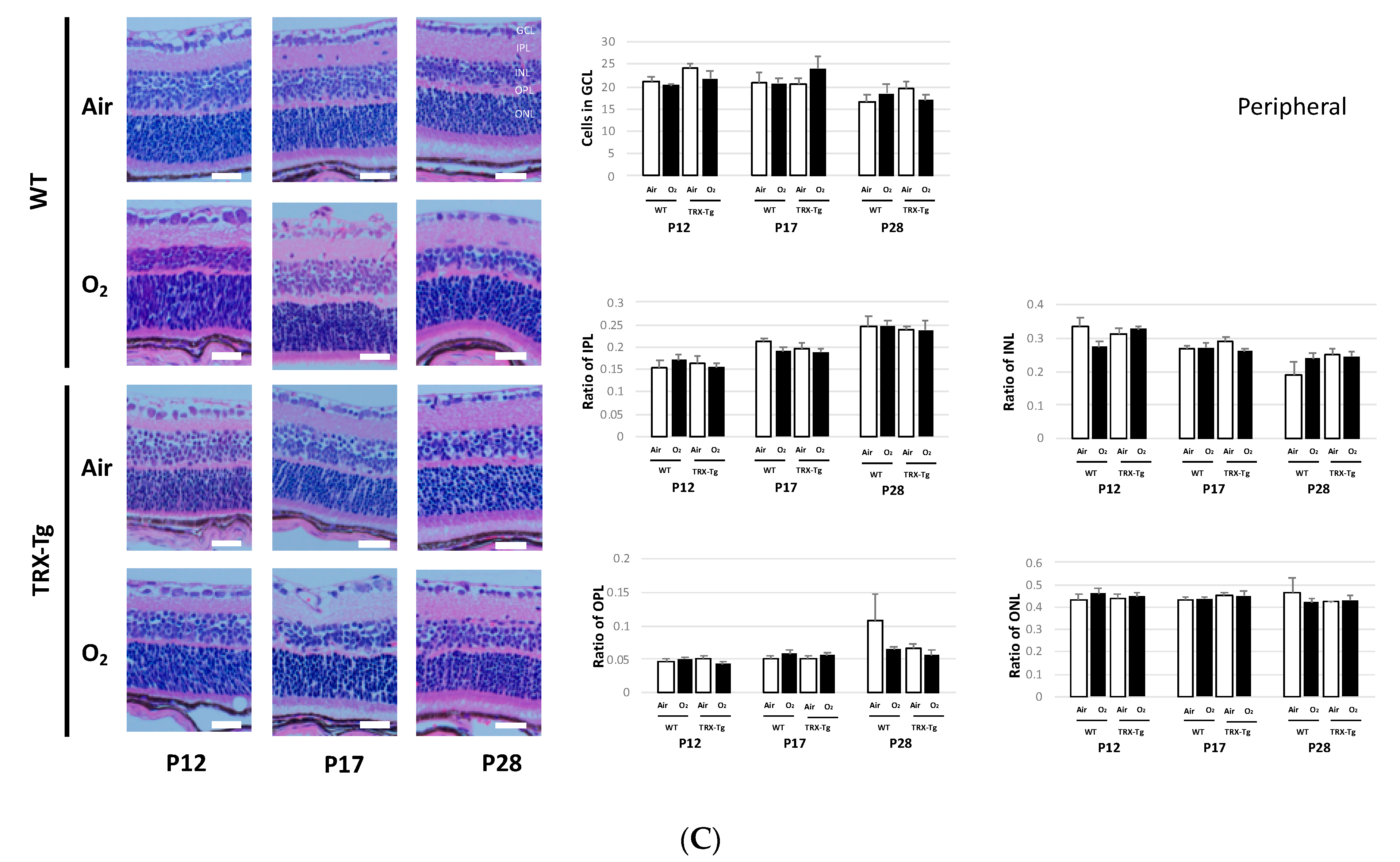 Antioxidants 11 00899 g006b