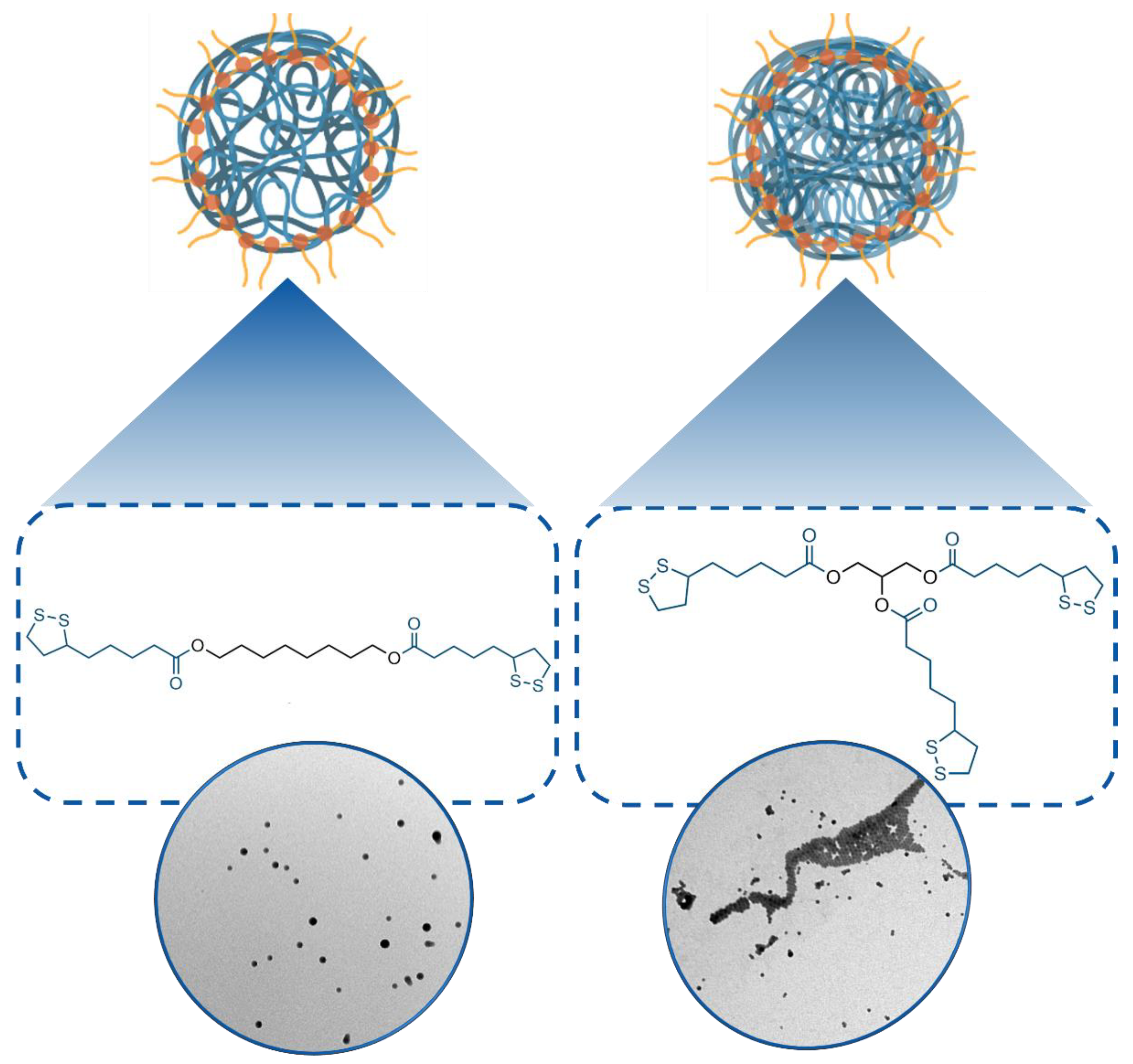 Antioxidants 11 00907 g001