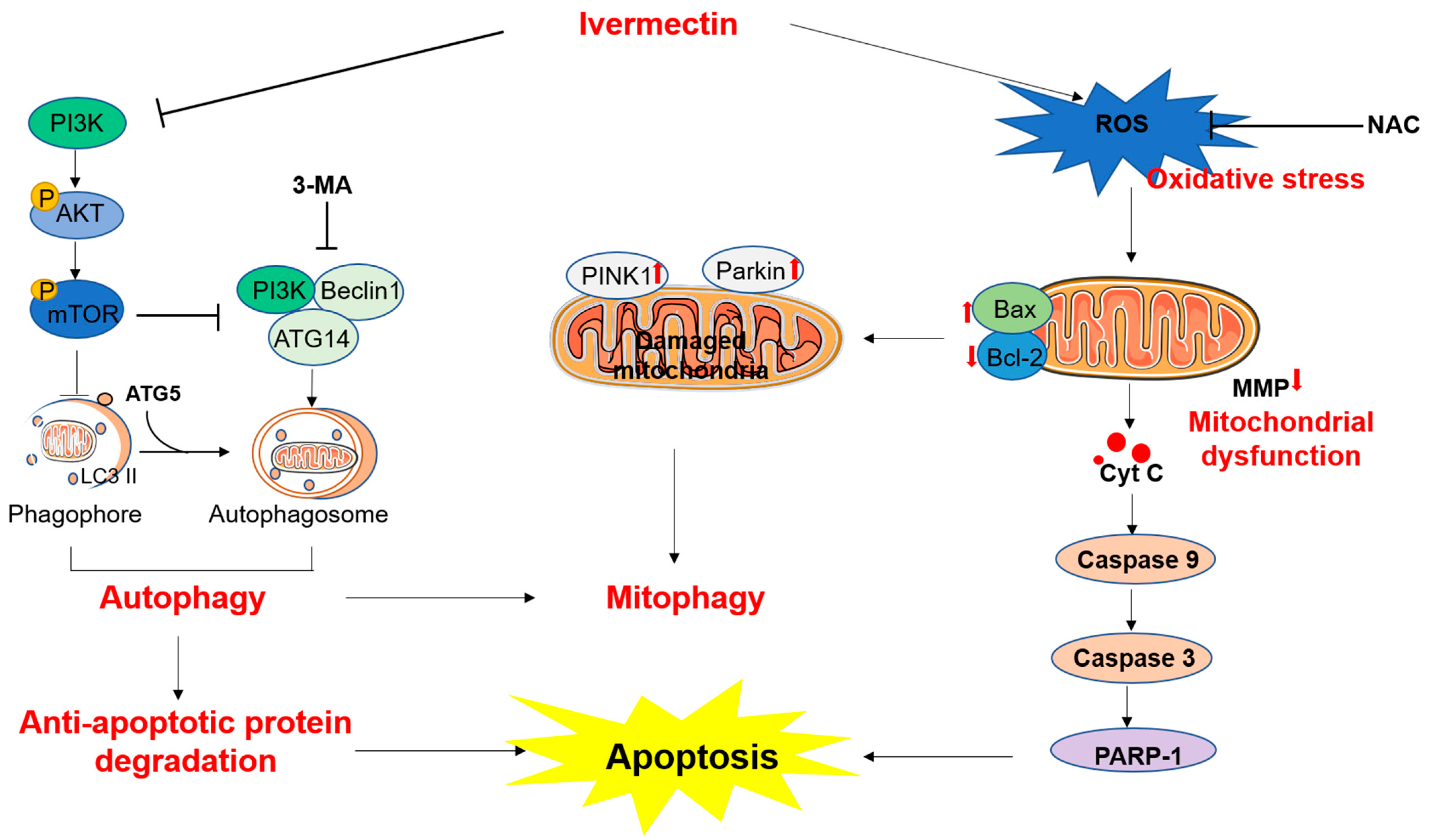 Antioxidants 11 00908 g007