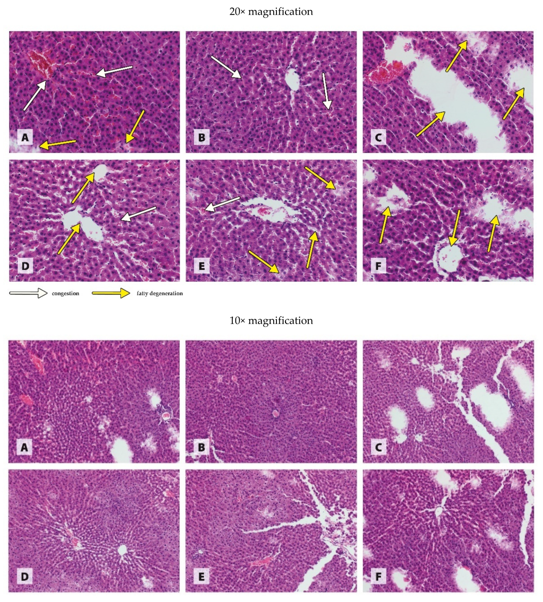 Antioxidants 11 00910 g003