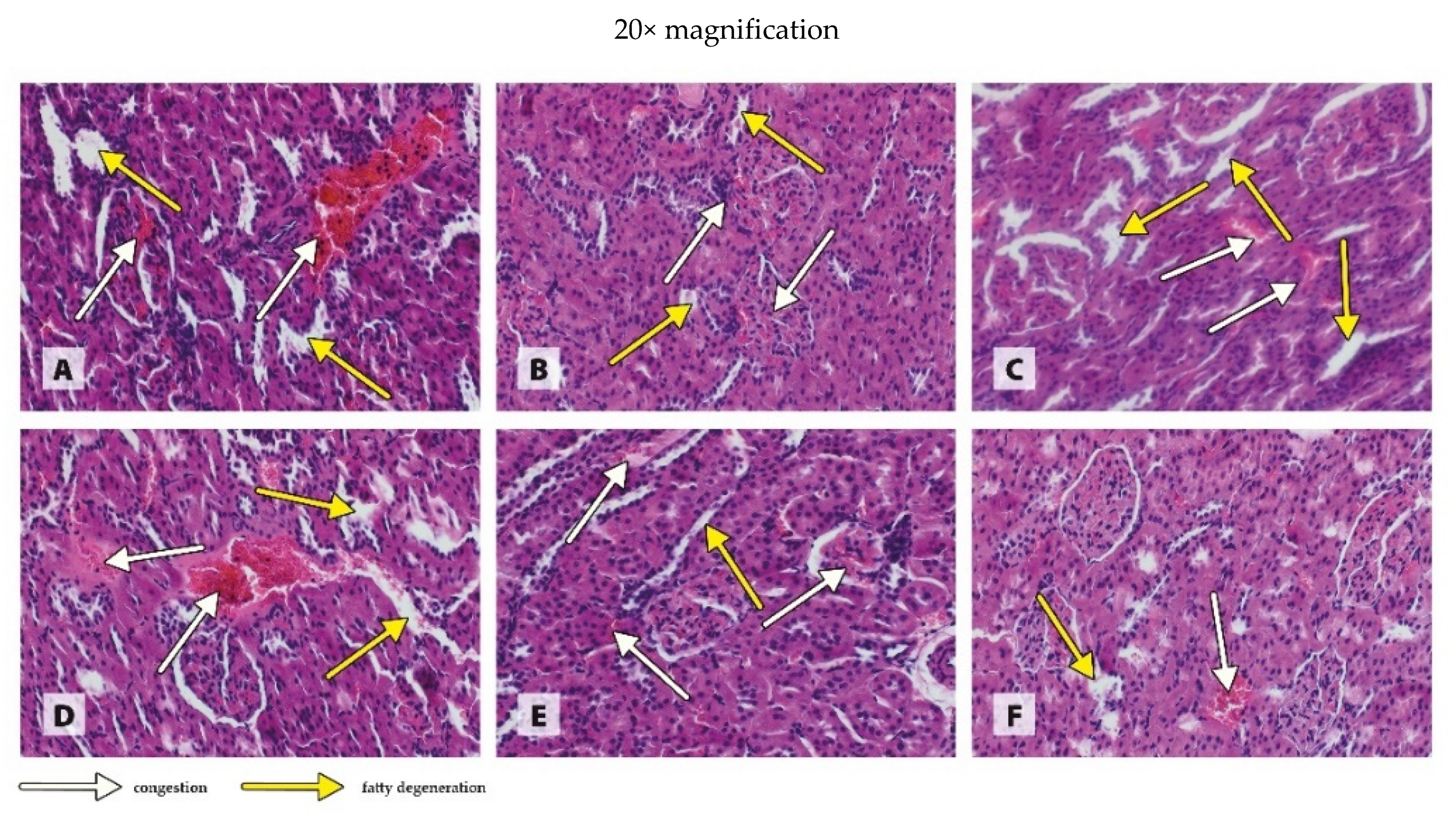Antioxidants 11 00910 g004a