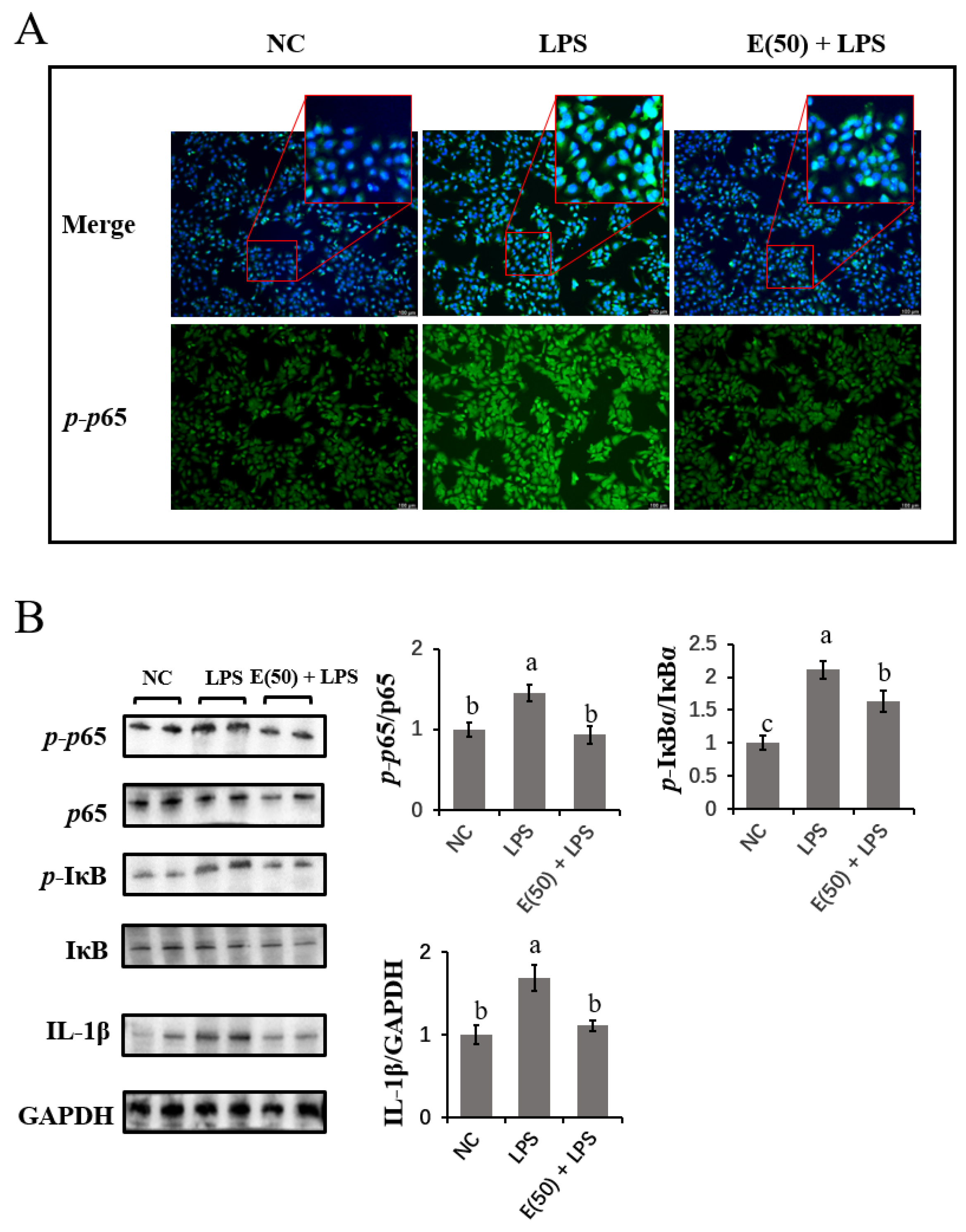 Antioxidants 11 00914 g003