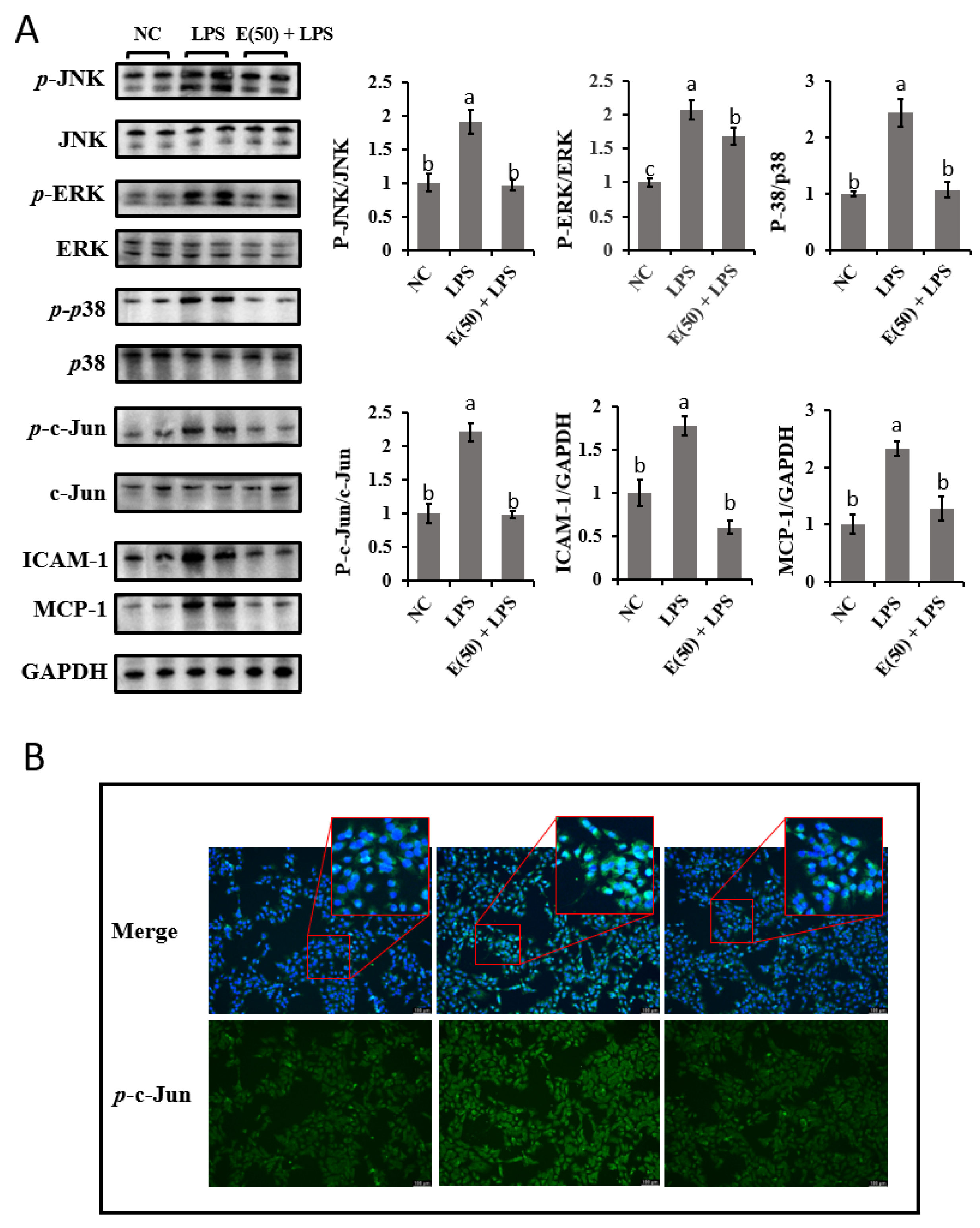 Antioxidants 11 00914 g005