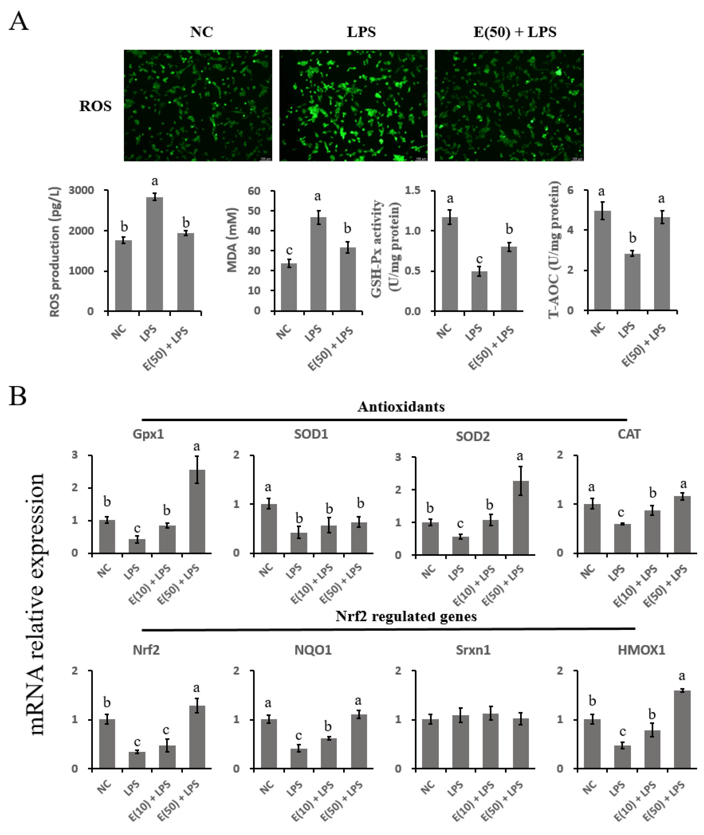 Antioxidants 11 00914 g006
