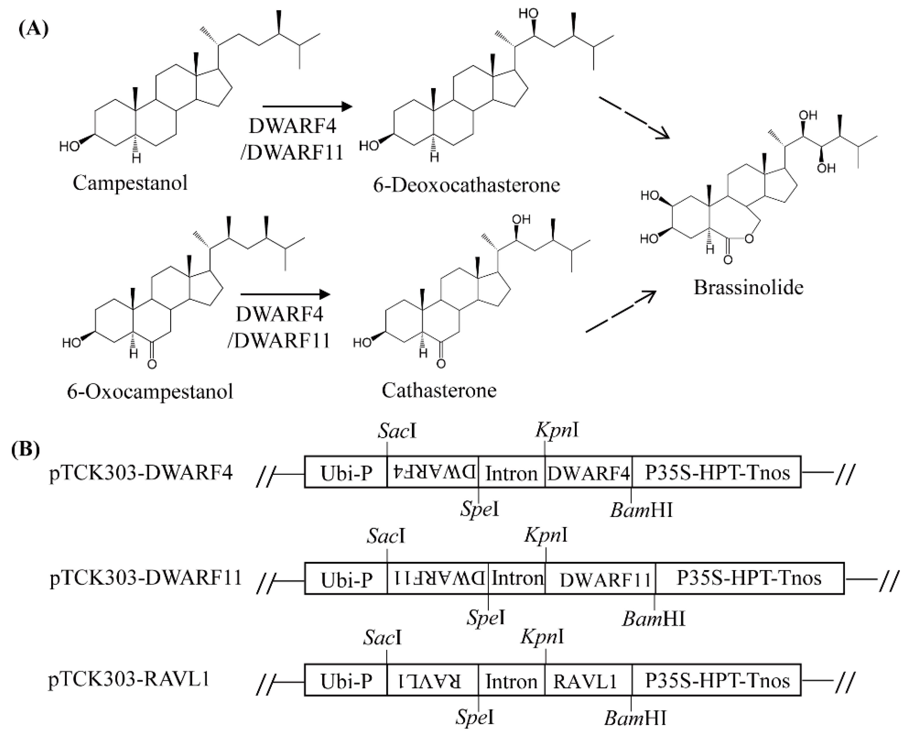 Antioxidants 11 00918 g003