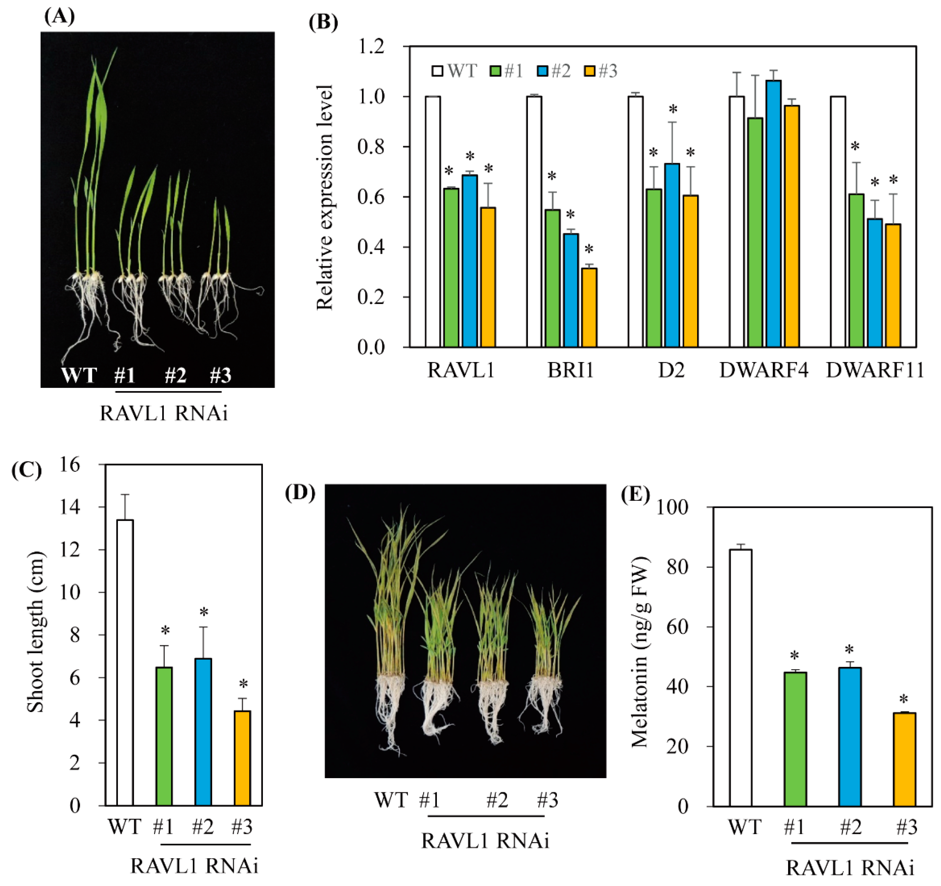 Antioxidants 11 00918 g006