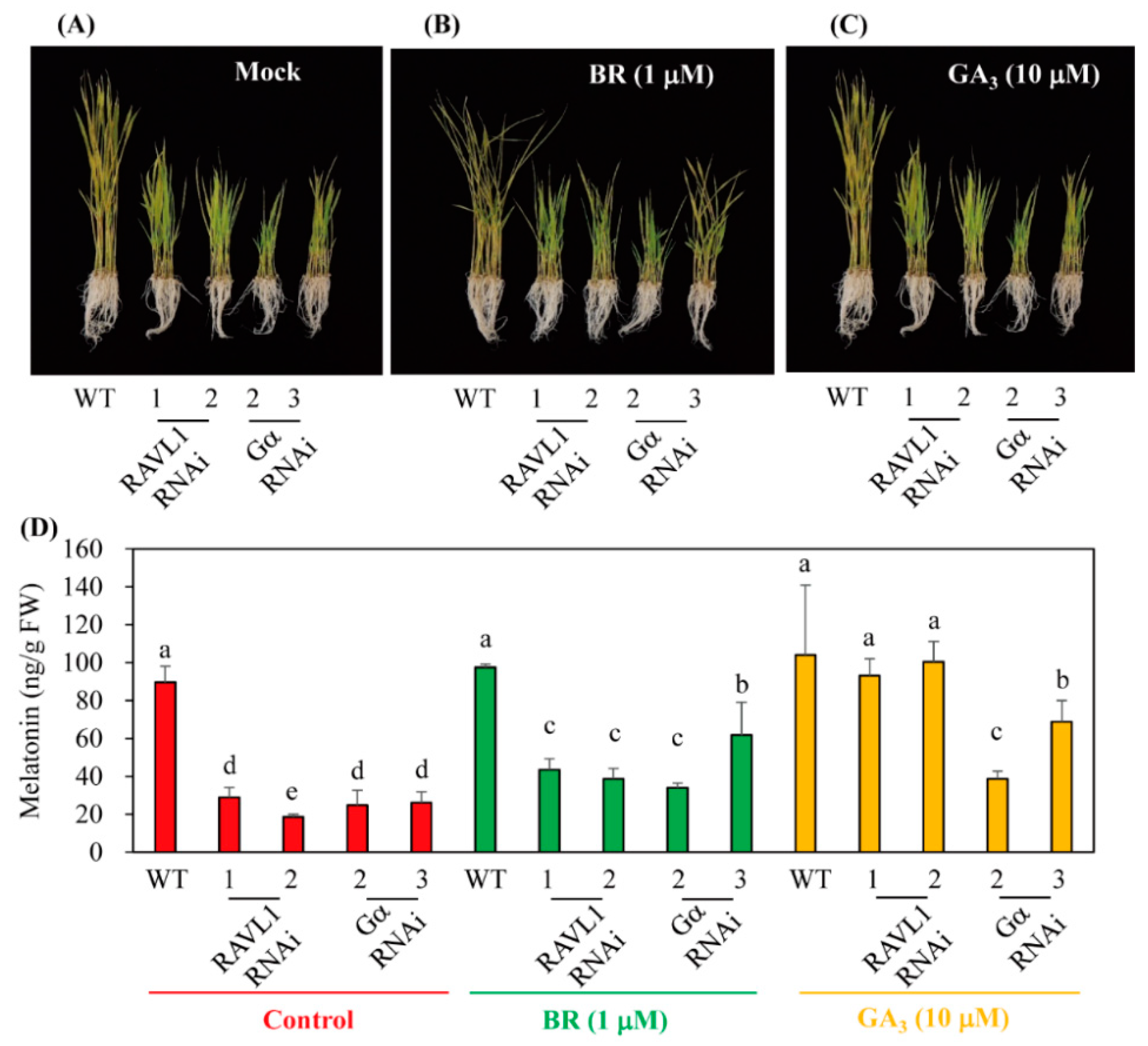 Antioxidants 11 00918 g008