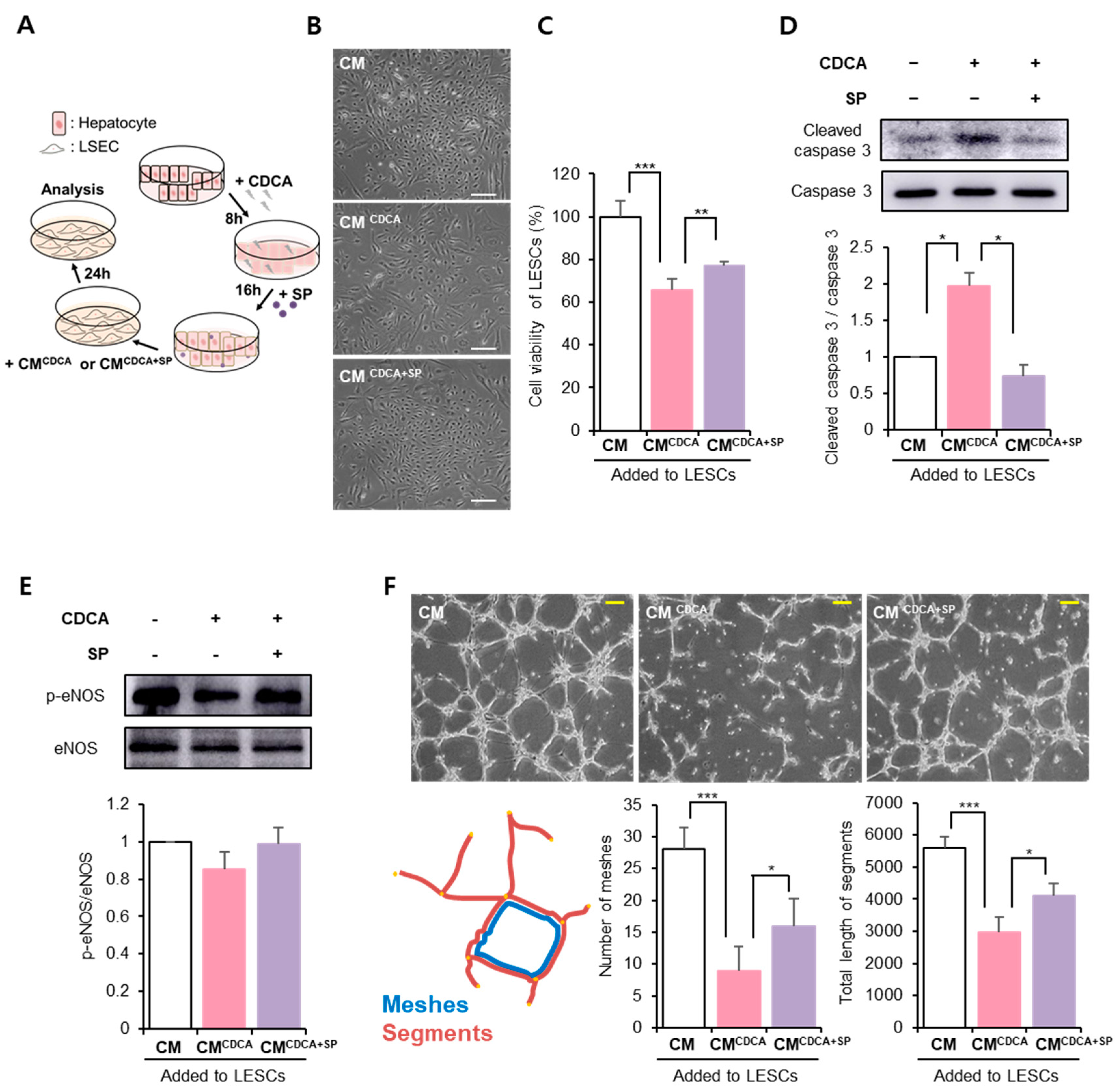 Antioxidants 11 00920 g004