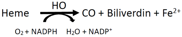 Antioxidants 11 00923 i001