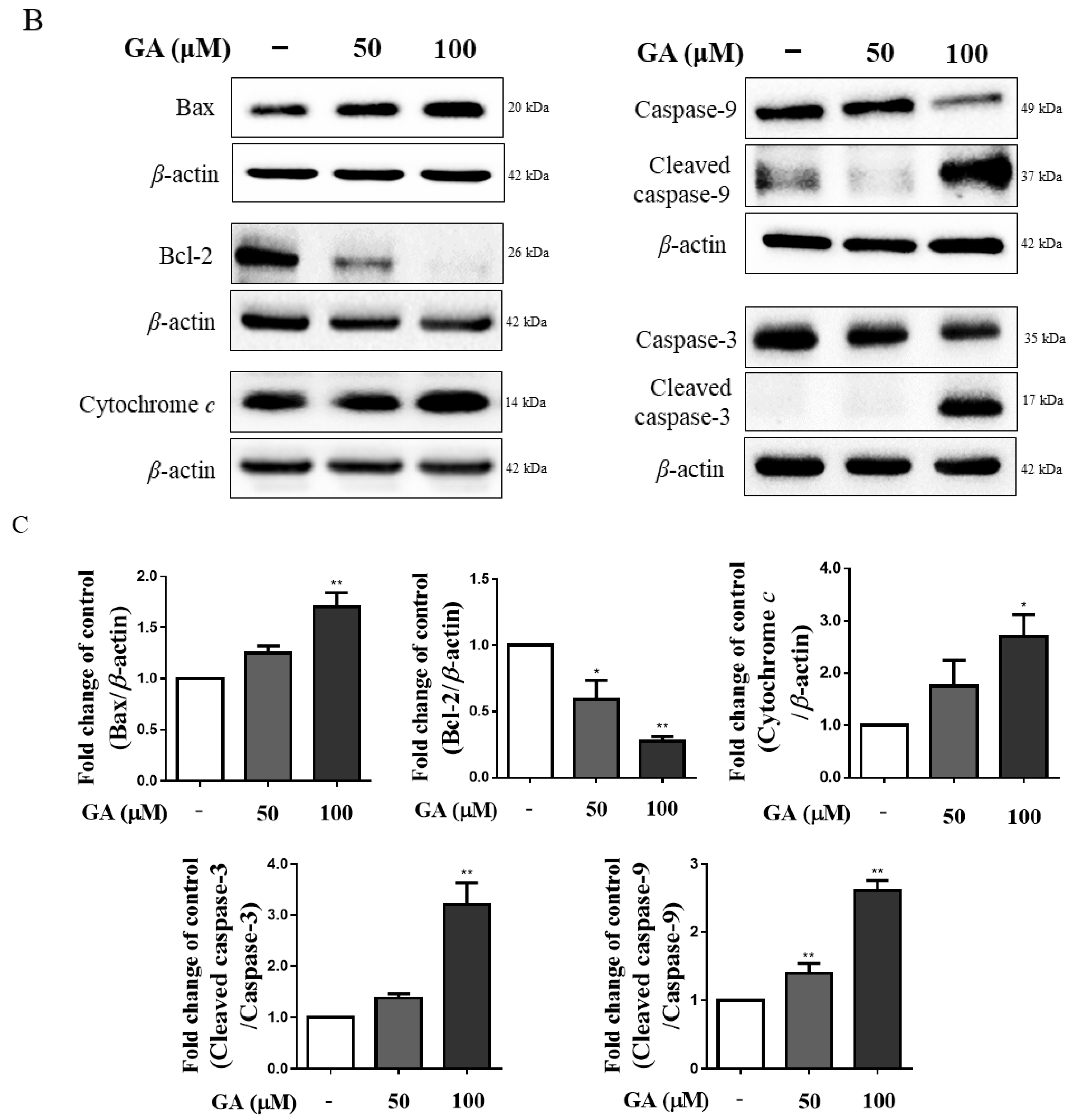 Antioxidants 11 00934 g001b Antioxidants 11 00934 g001b