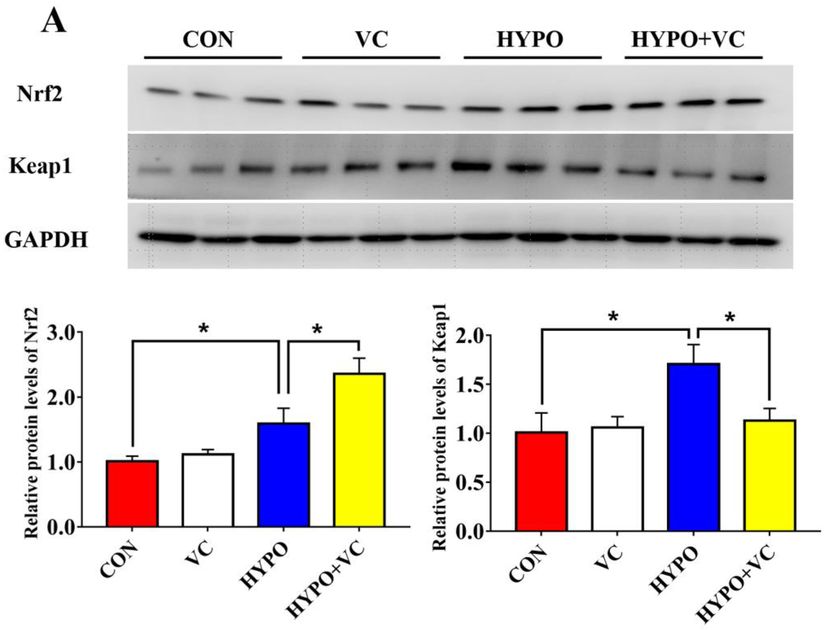 Antioxidants 11 00935 g003a