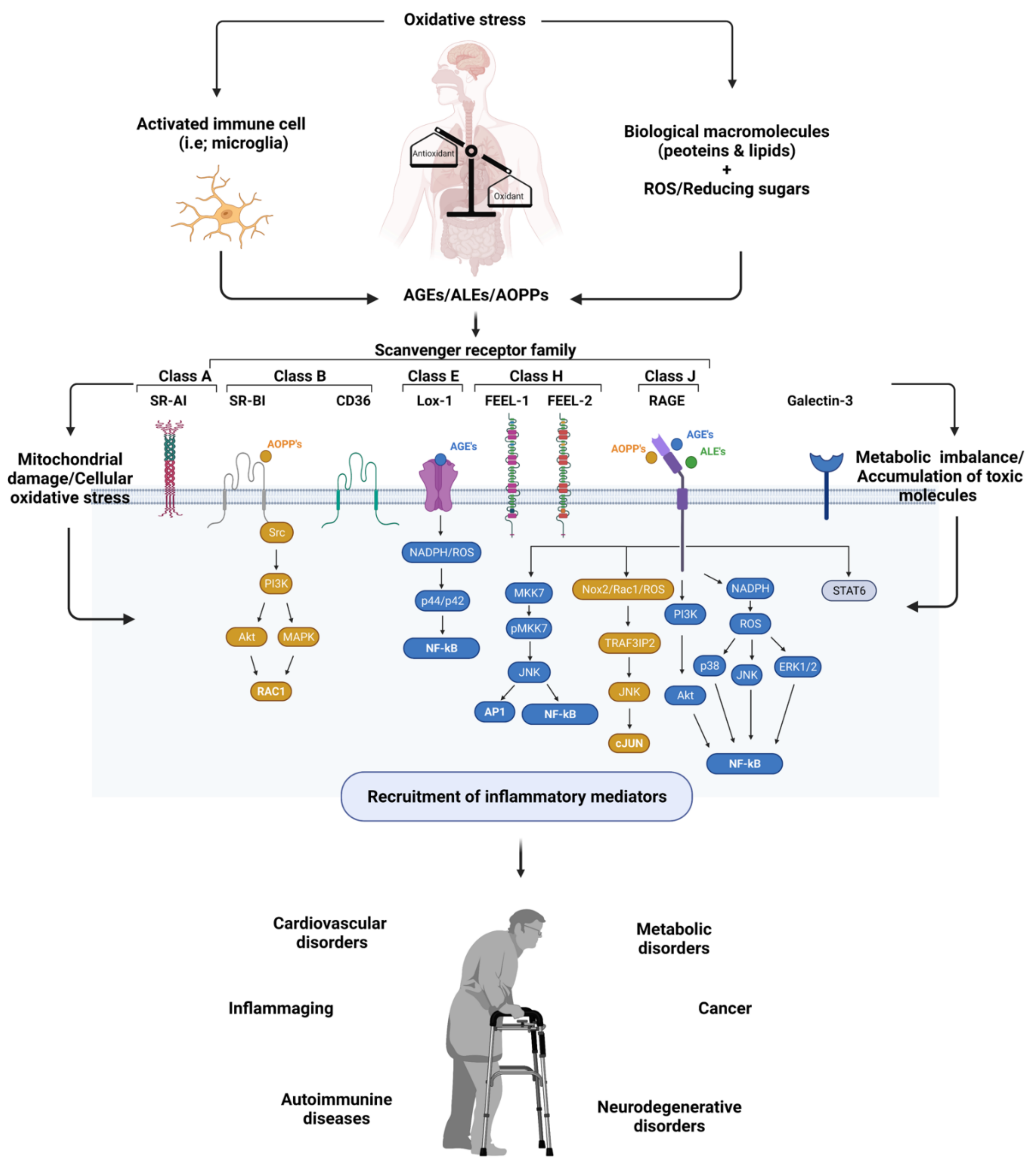 Antioxidants 11 00936 g001 Antioxidants 11 00936 g001
