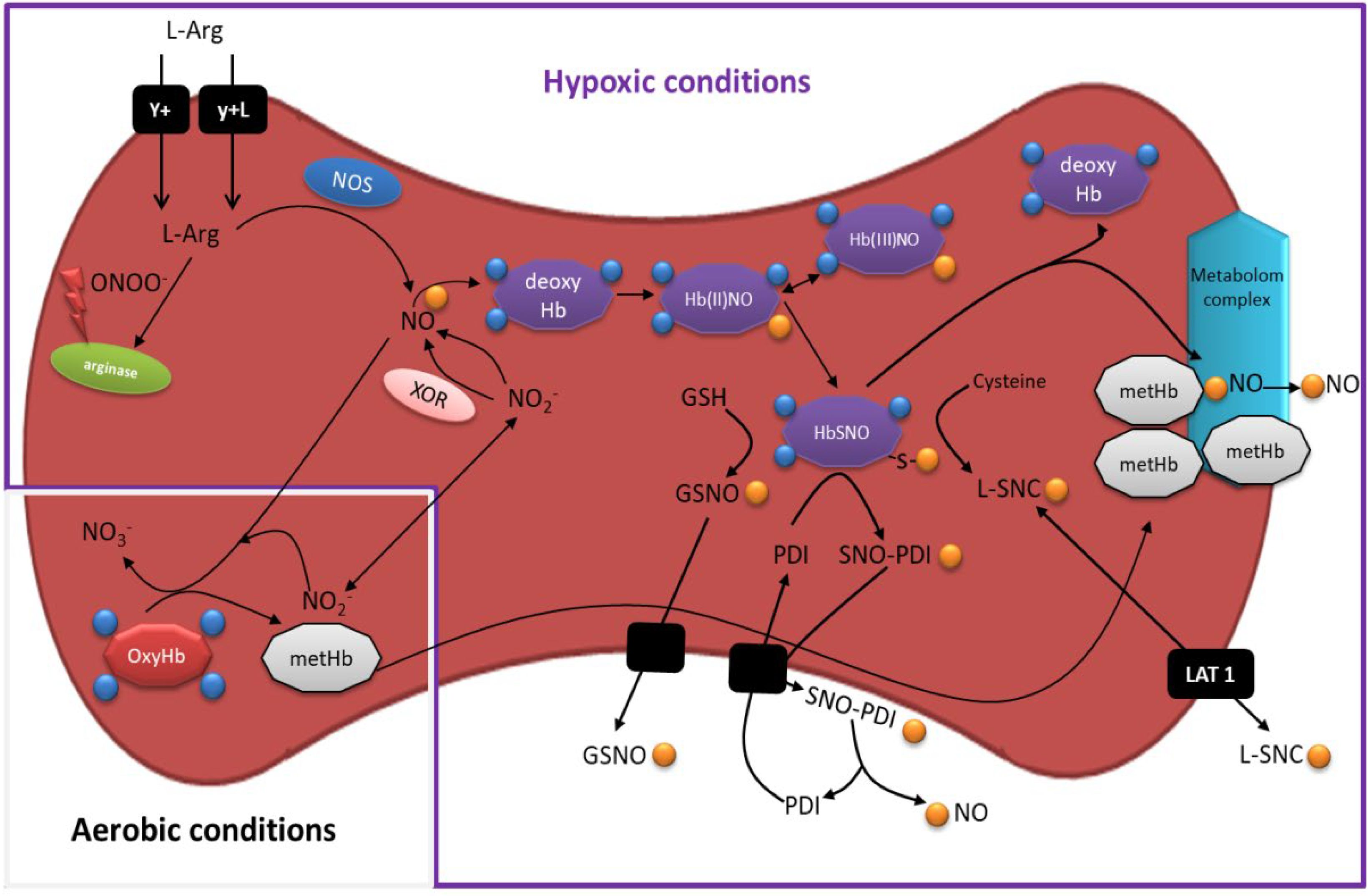 Antioxidants 11 00943 g001