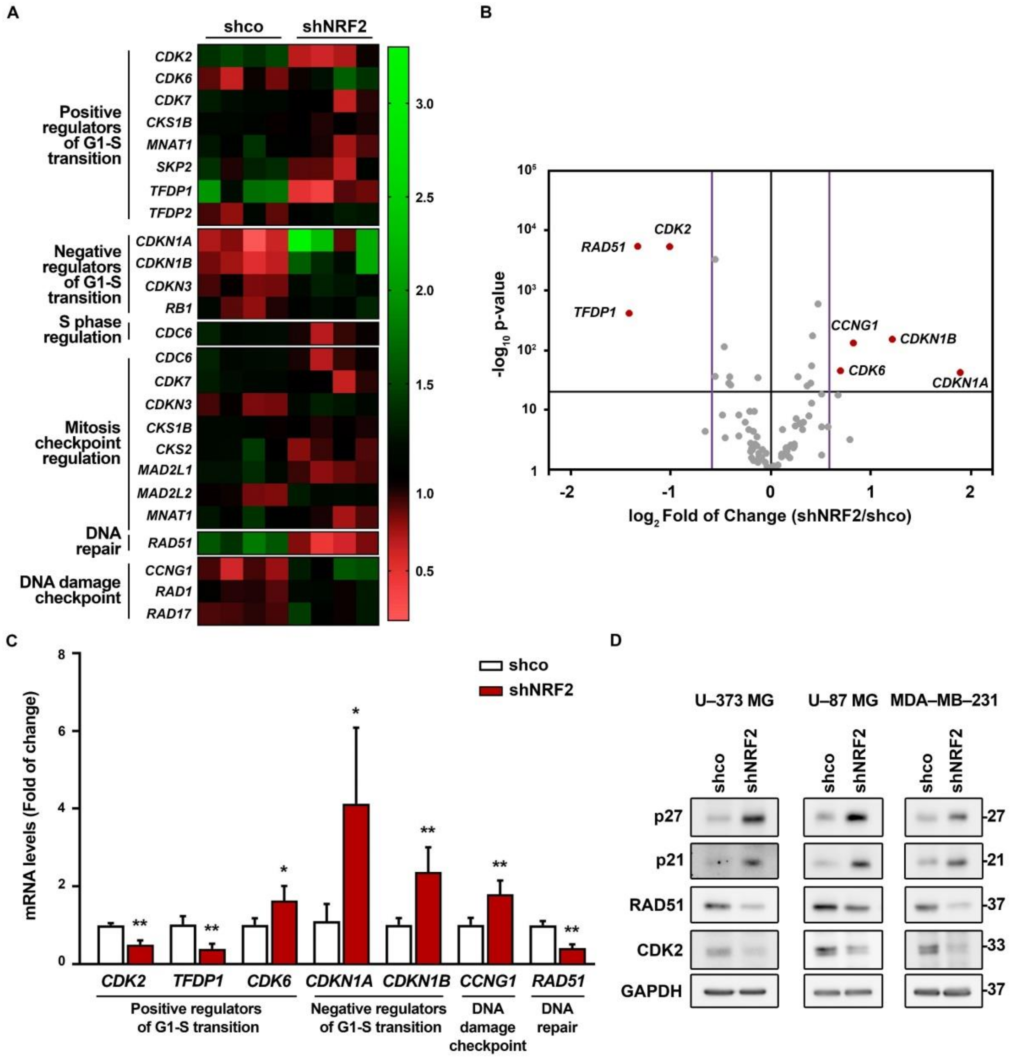 Antioxidants 11 00946 g006