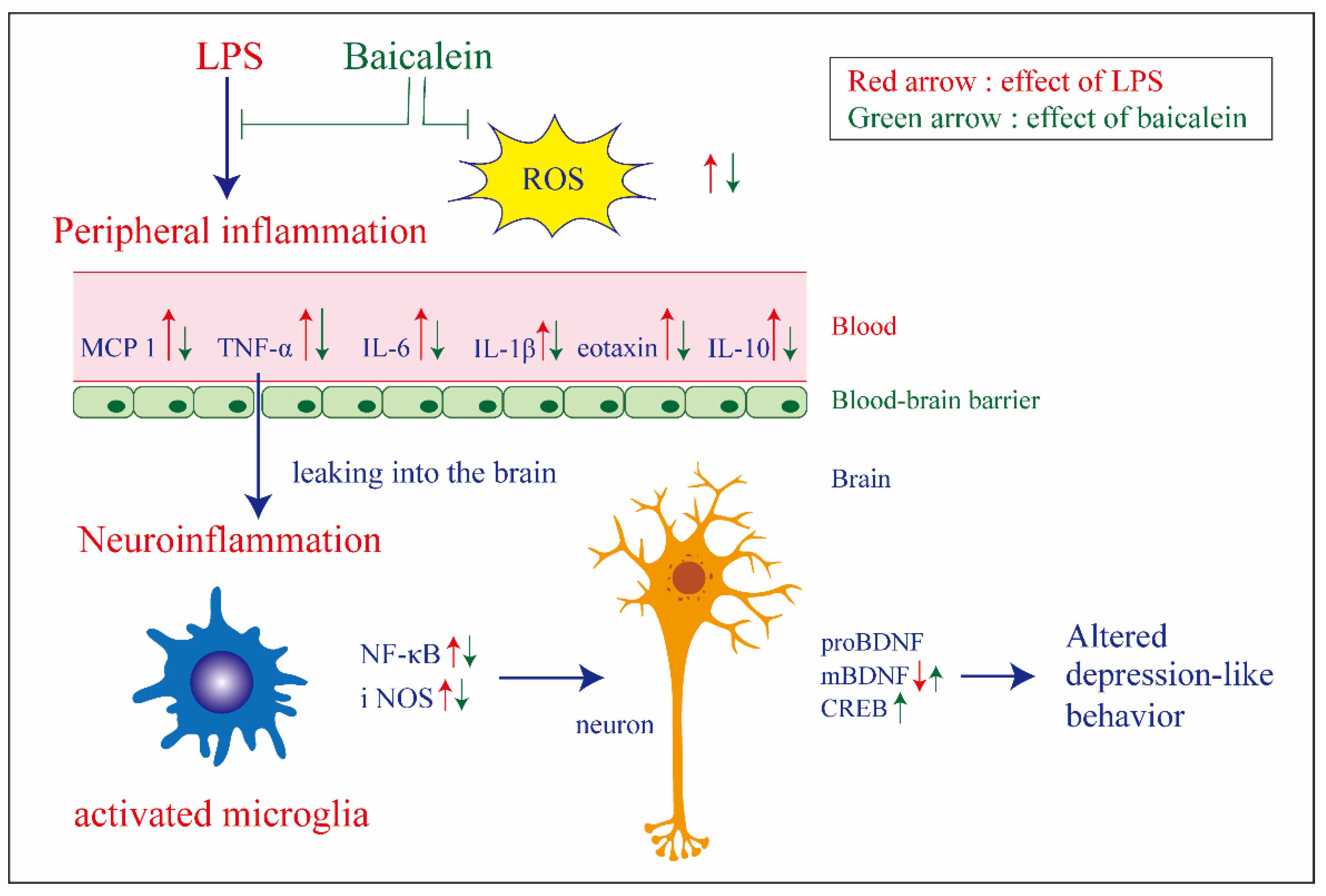 Antioxidants 11 00947 g008