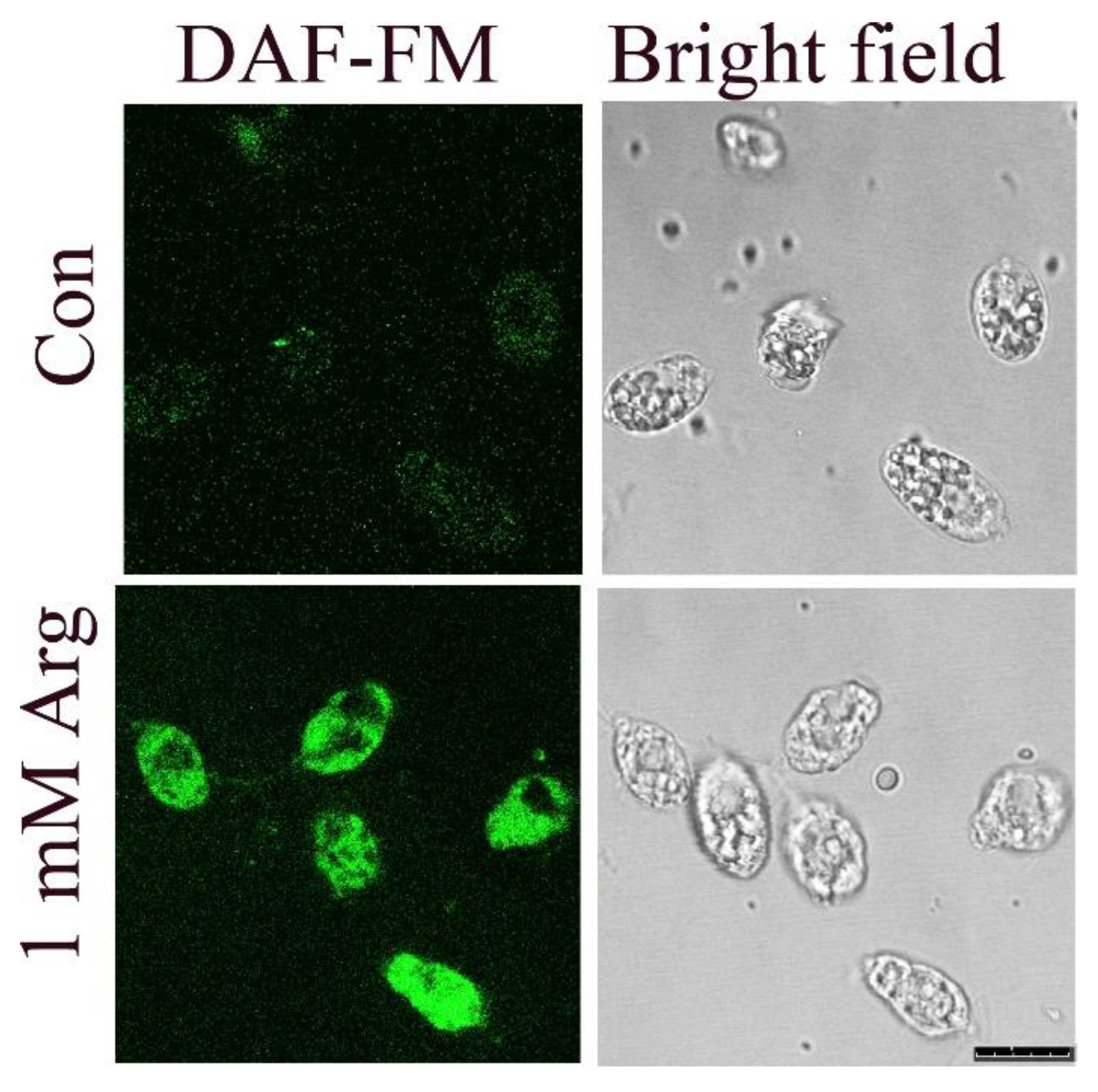 Antioxidants 11 00949 g002