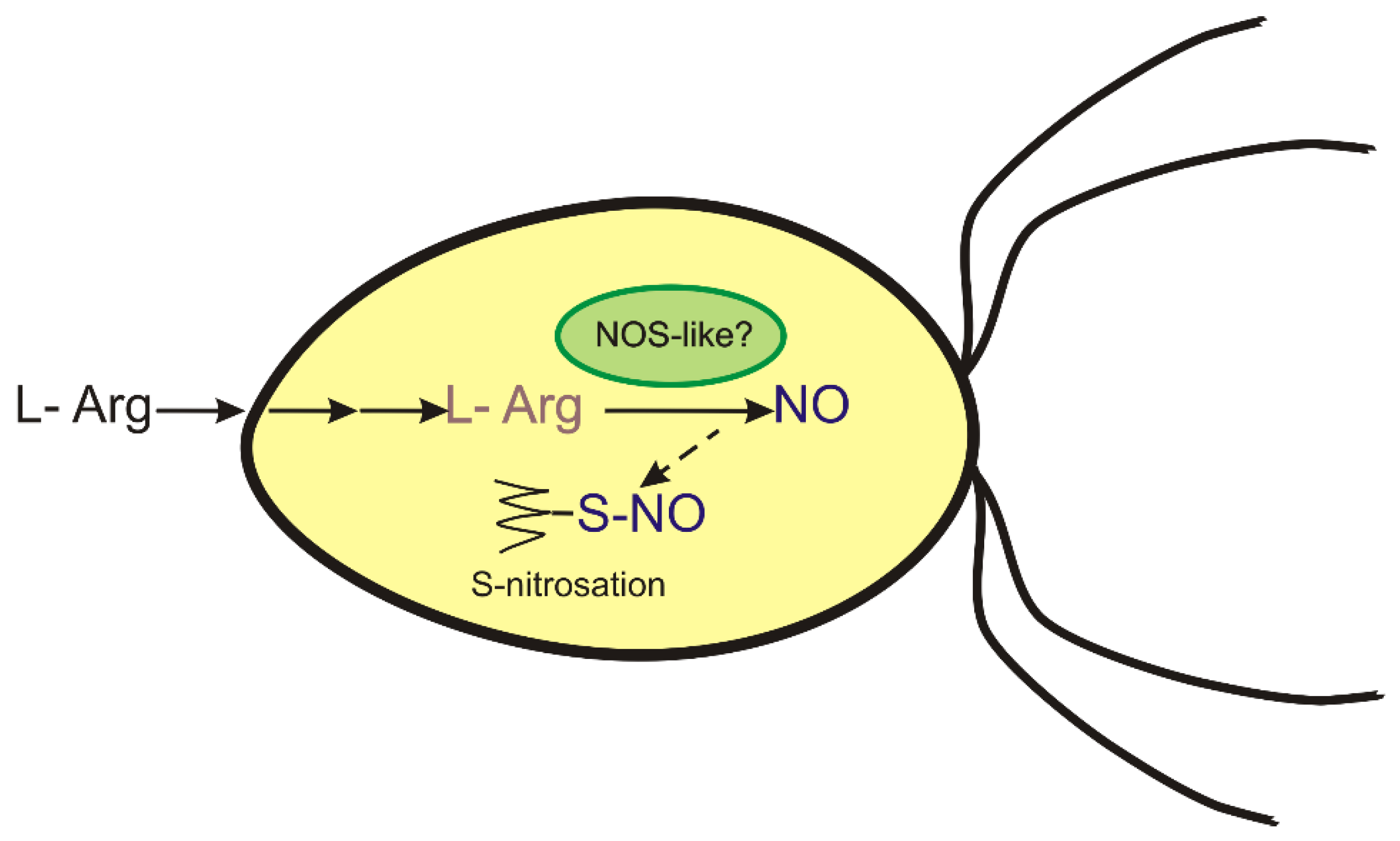 Antioxidants 11 00949 g006