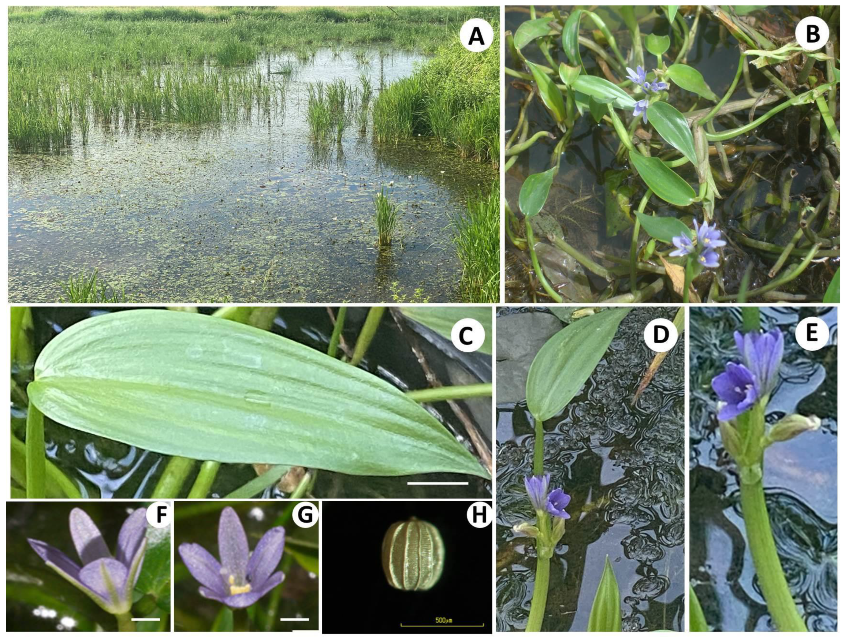 Antioxidants 11 00952 g001