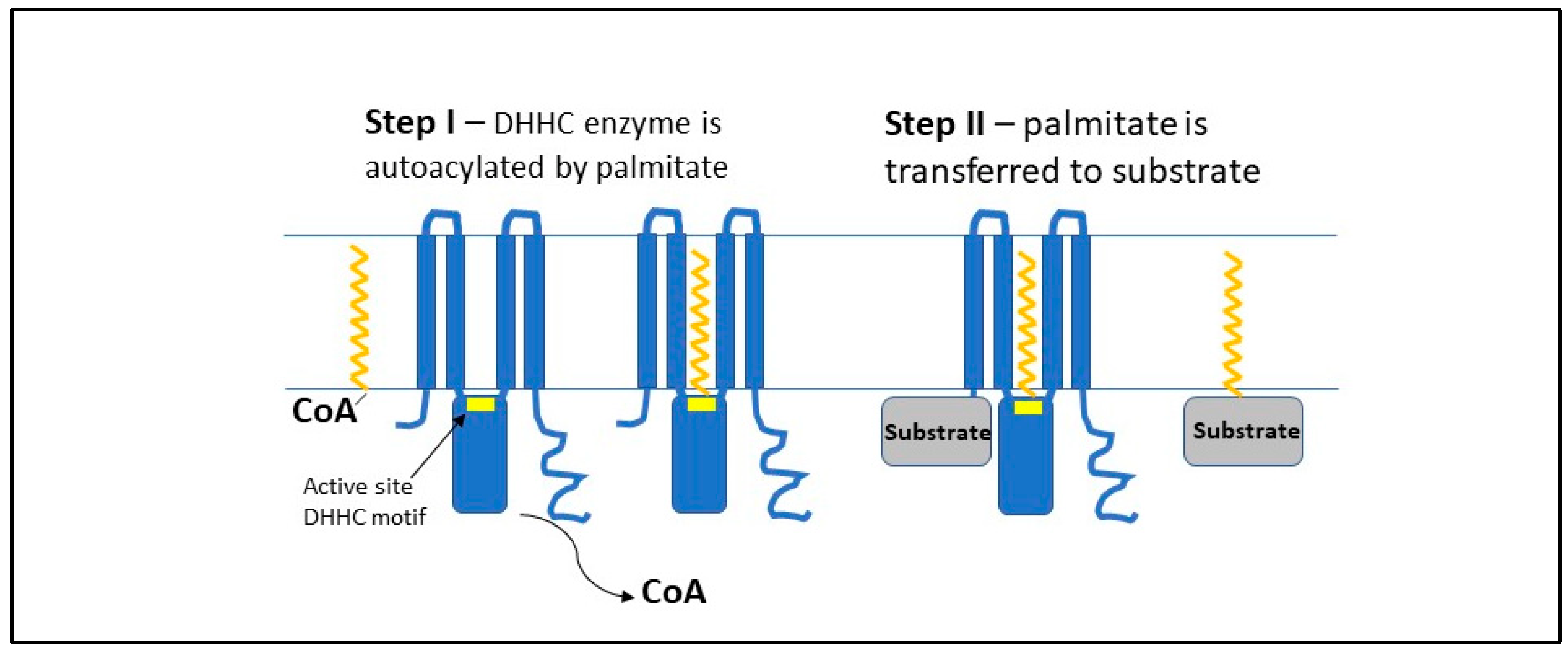 Antioxidants 11 00960 g001