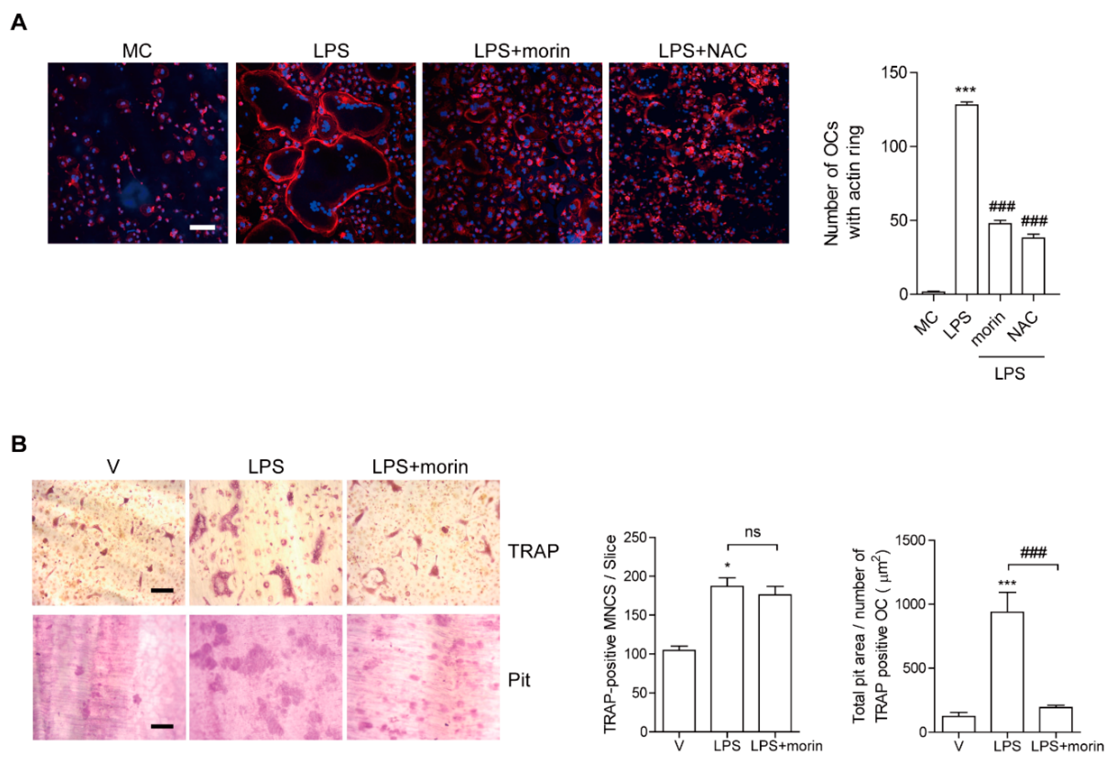 Antioxidants 11 00963 g003