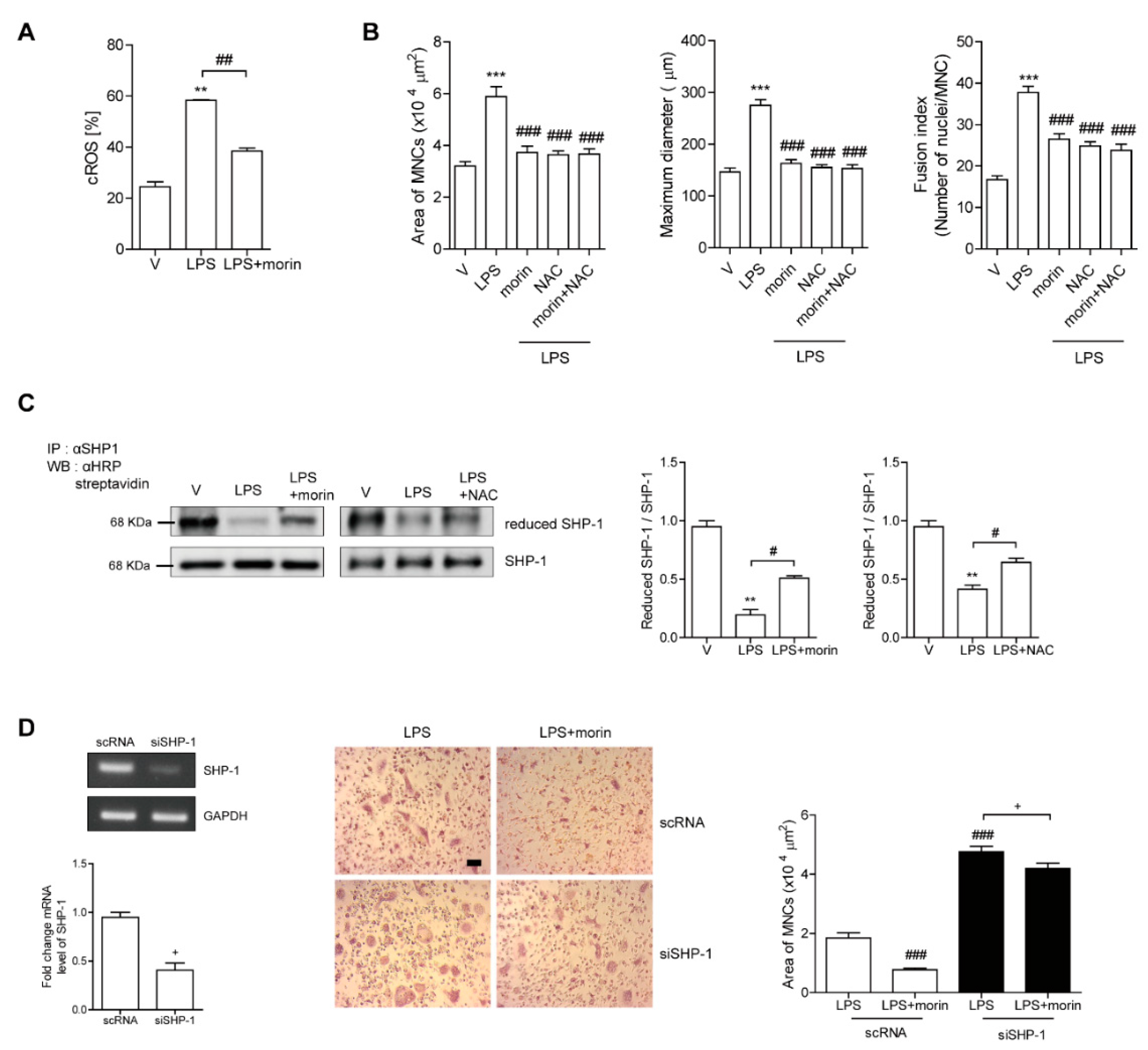 Antioxidants 11 00963 g005
