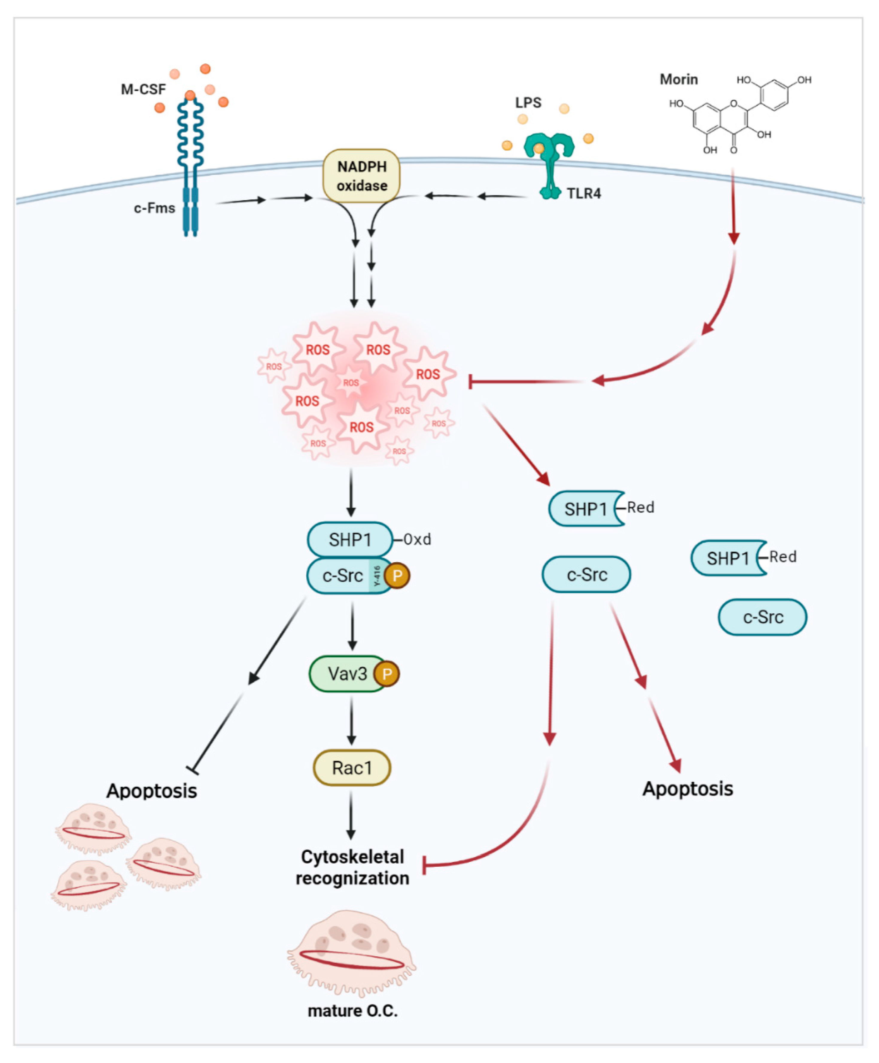 Antioxidants 11 00963 g006