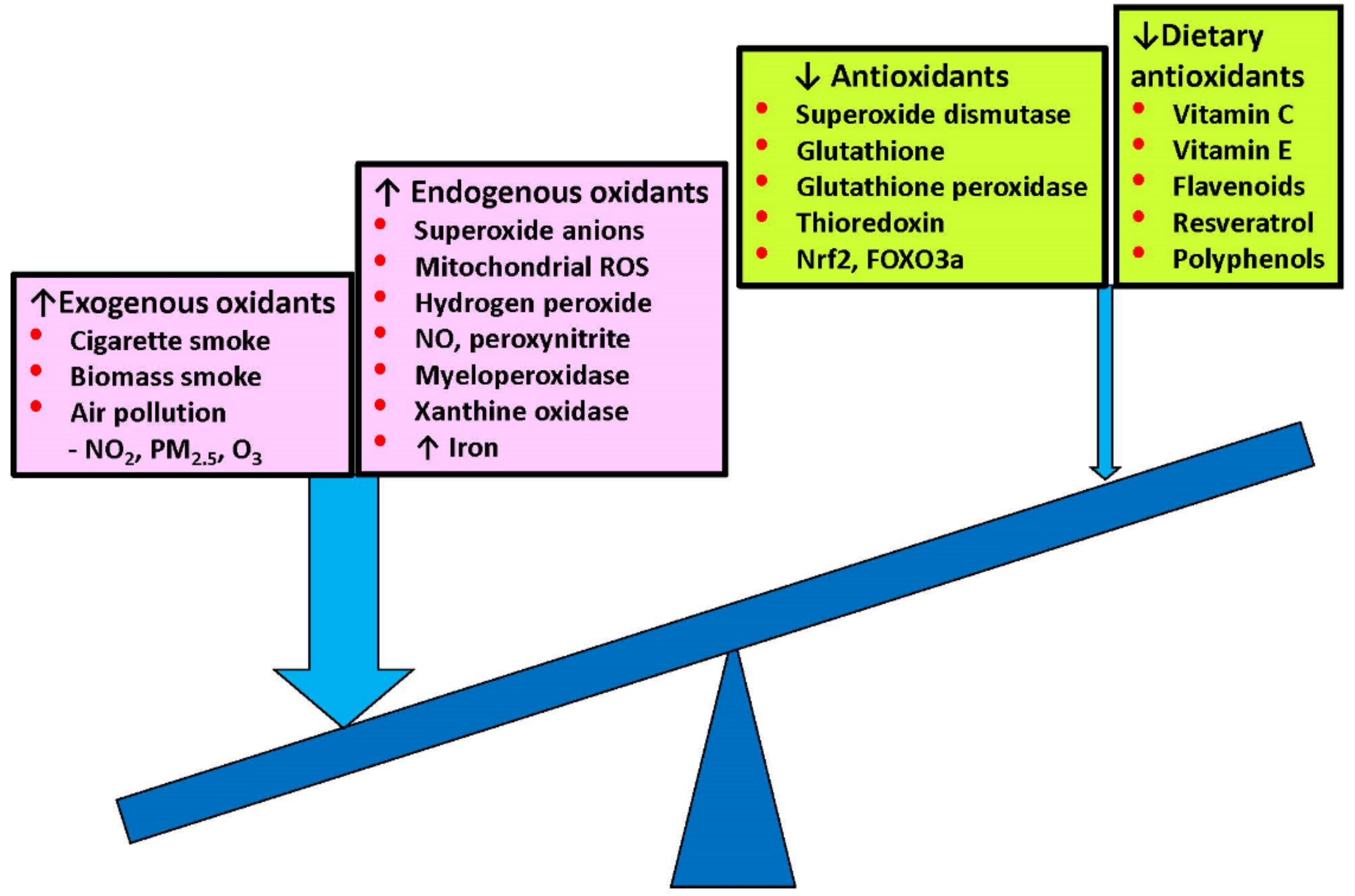 Antioxidants 11 00965 g001