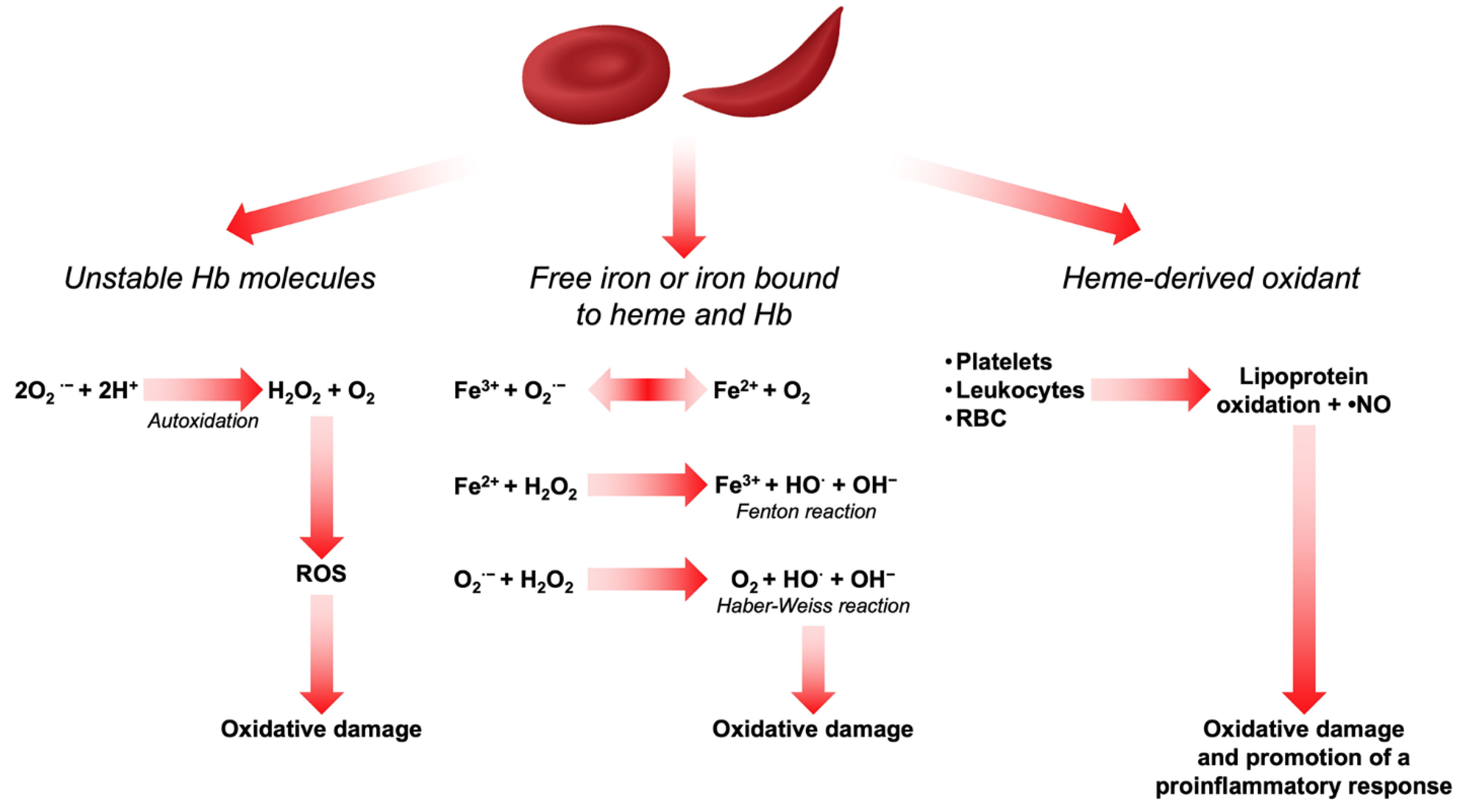 Antioxidants 11 00967 g001