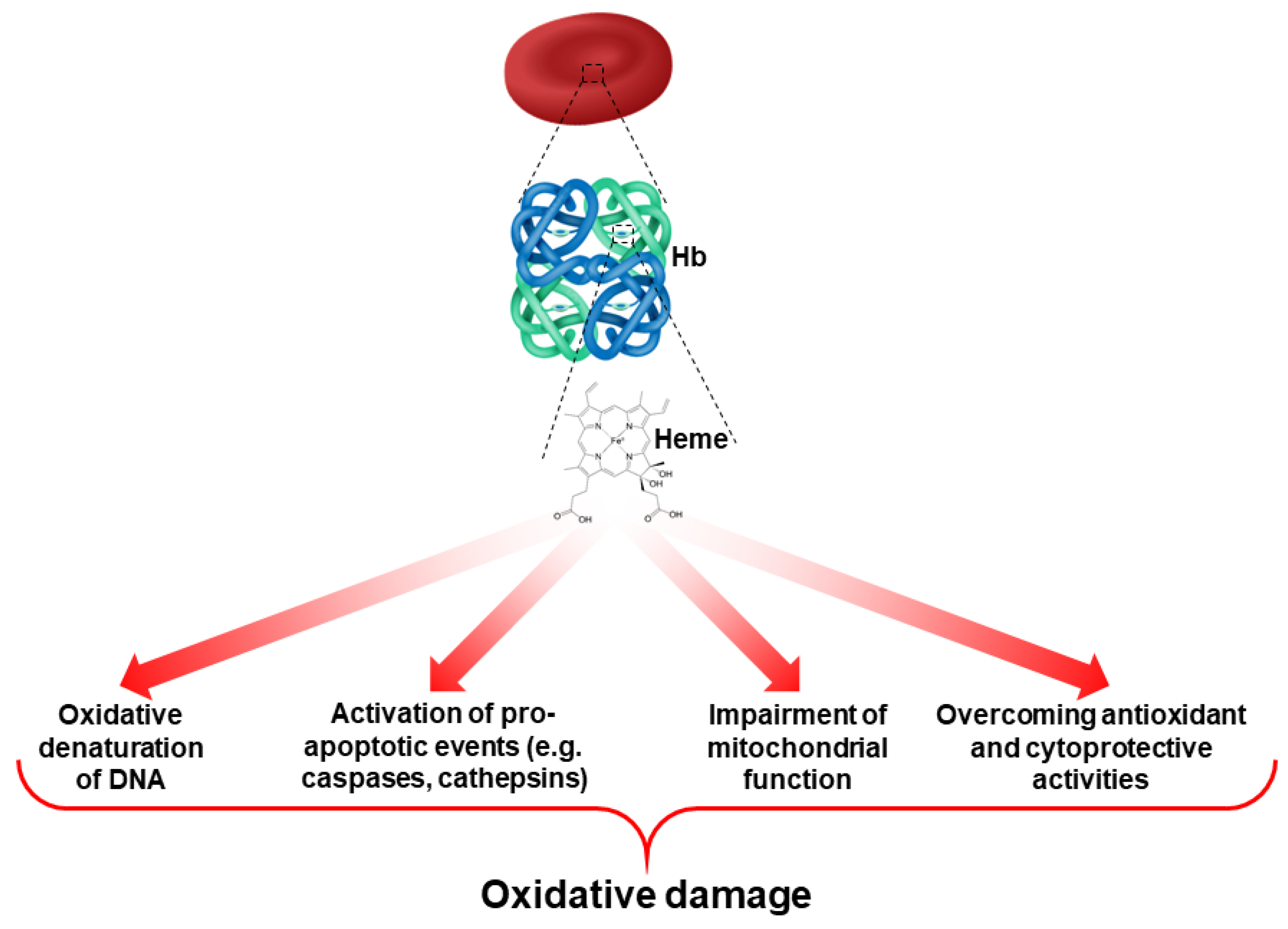 Antioxidants 11 00967 g002