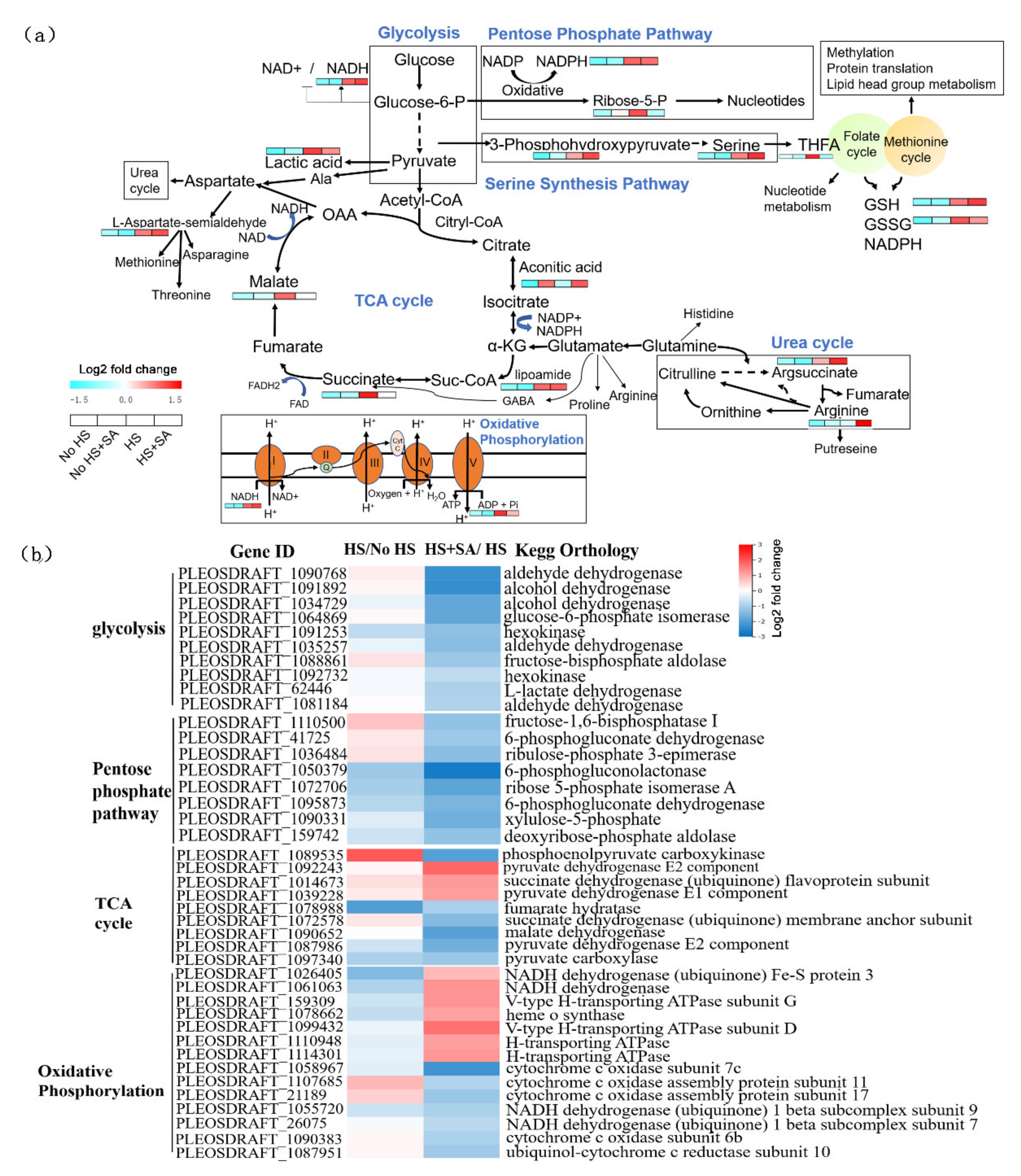 Antioxidants 11 00968 g003