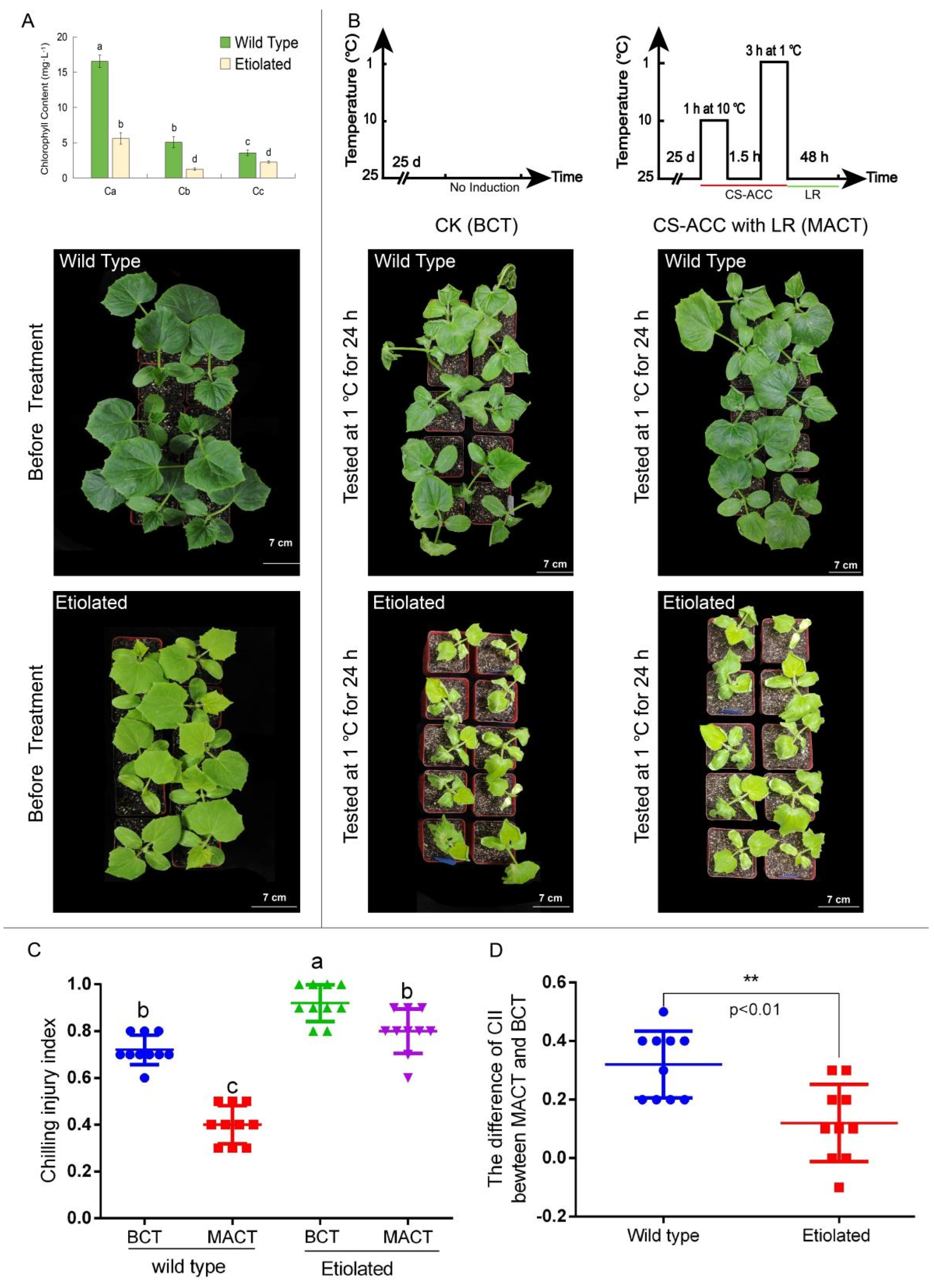 Antioxidants 11 00969 g007