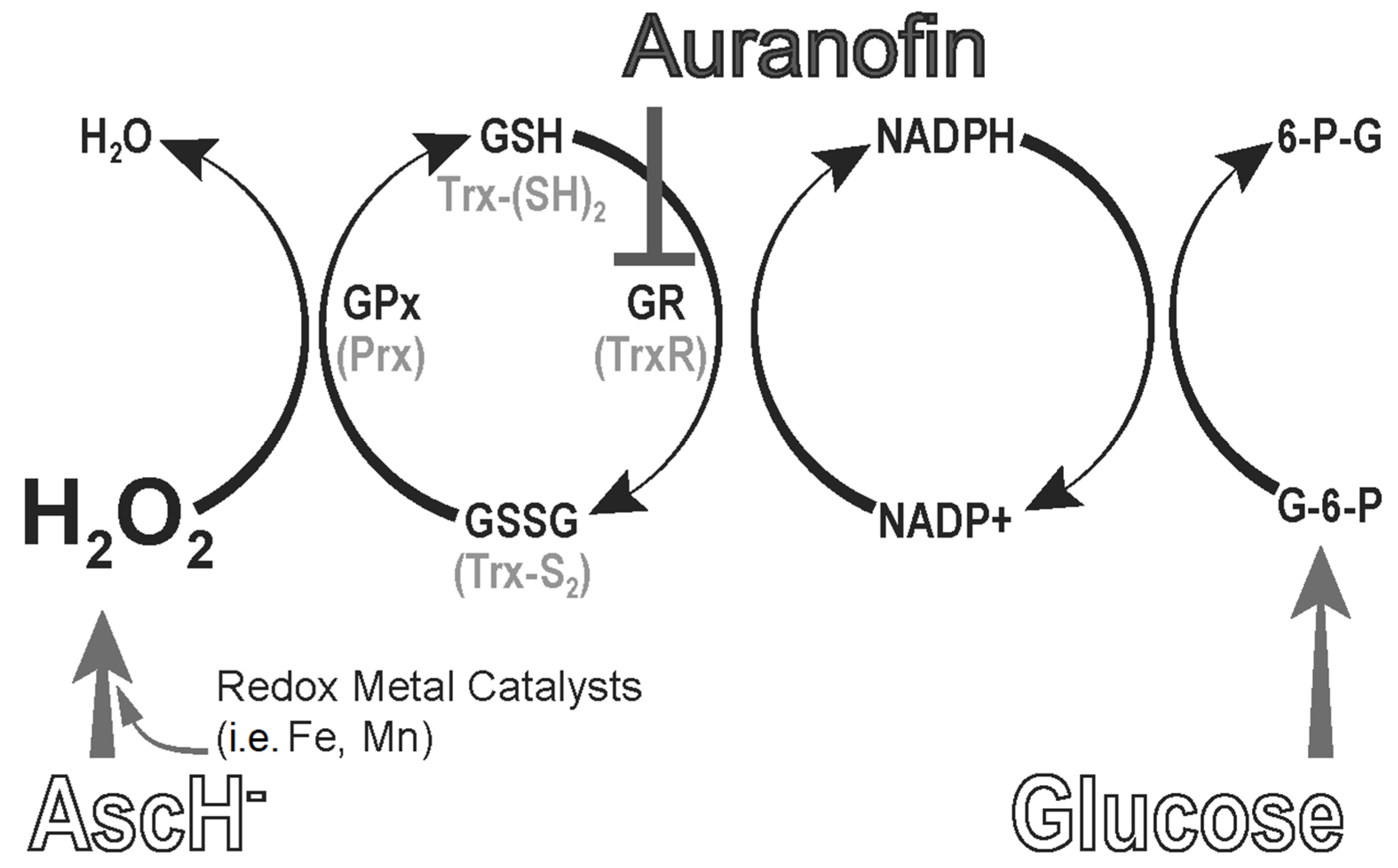 Antioxidants 11 00971 g002