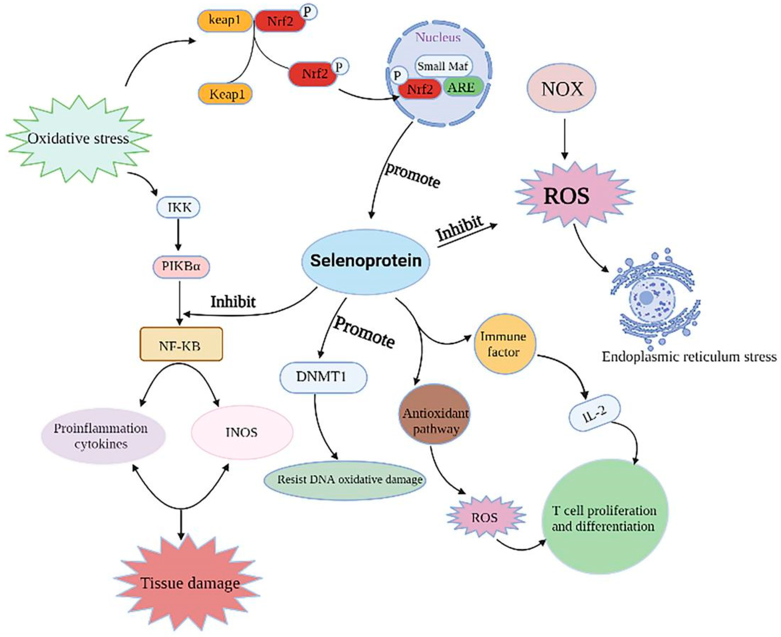 Antioxidants 11 00973 g005