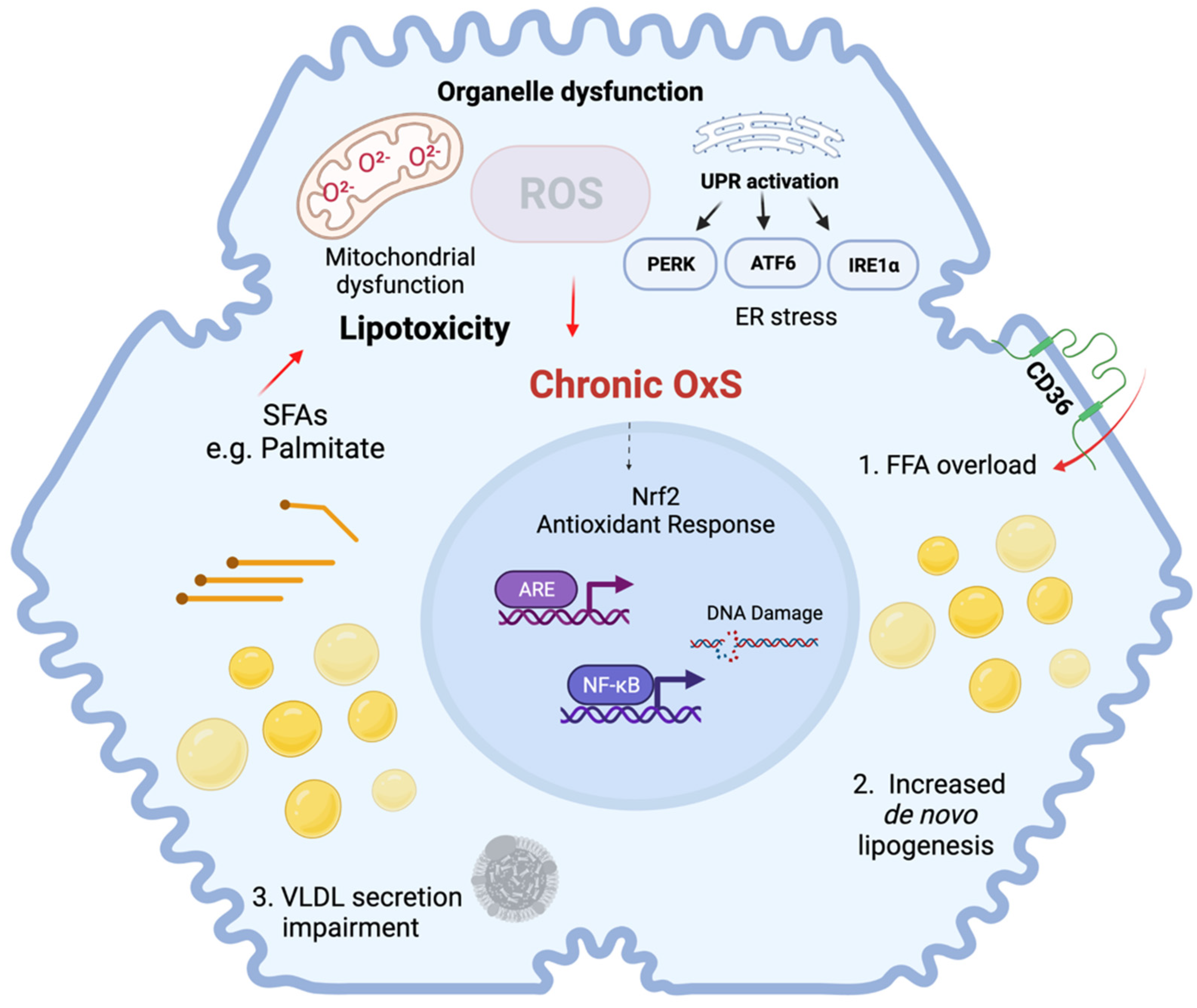 Antioxidants 11 00975 g001 Antioxidants 11 00975 g001