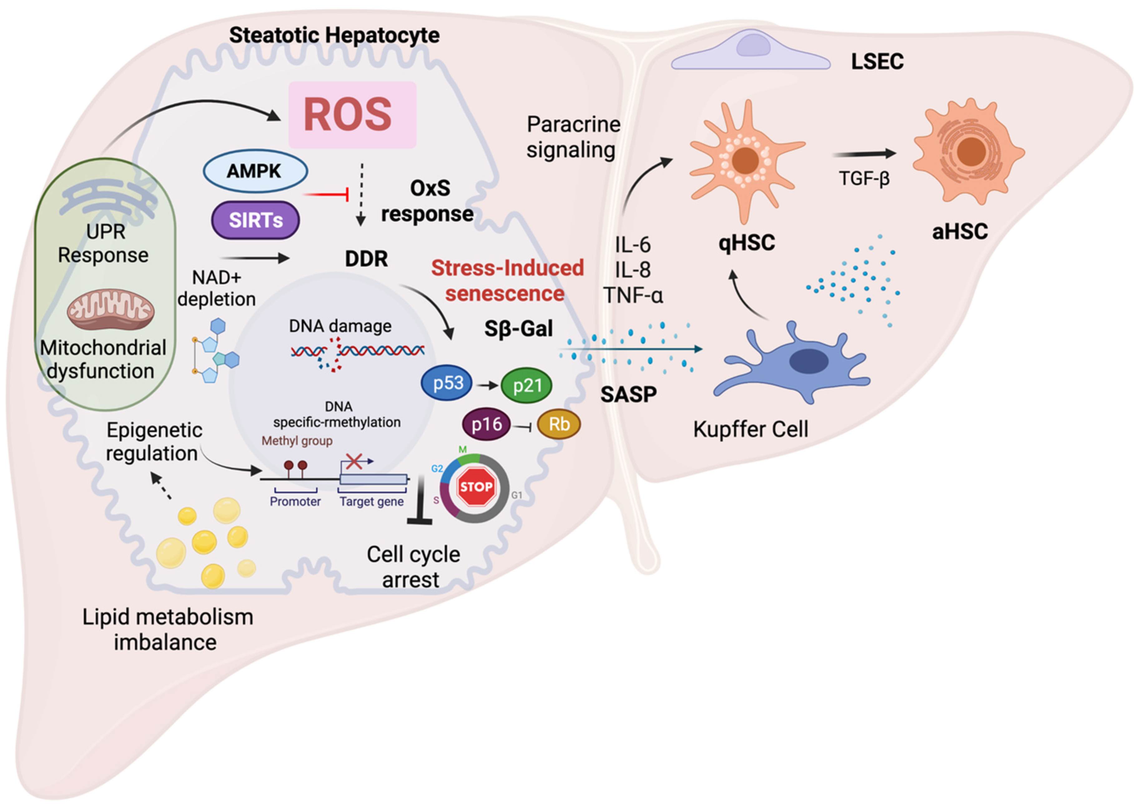 Antioxidants 11 00975 g002 Antioxidants 11 00975 g002