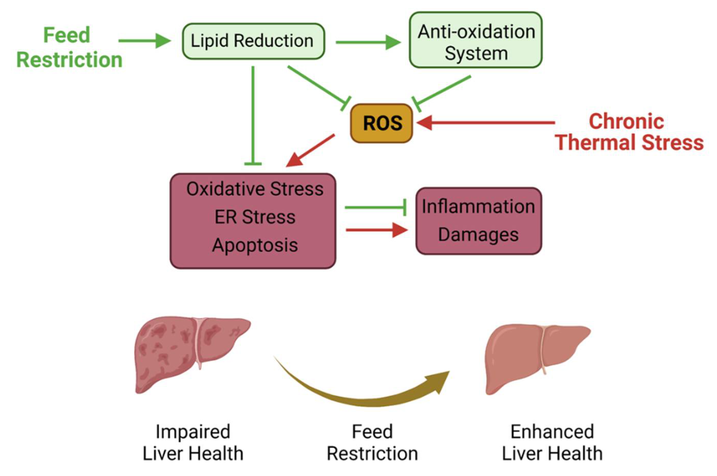 Antioxidants 11 00980 g008