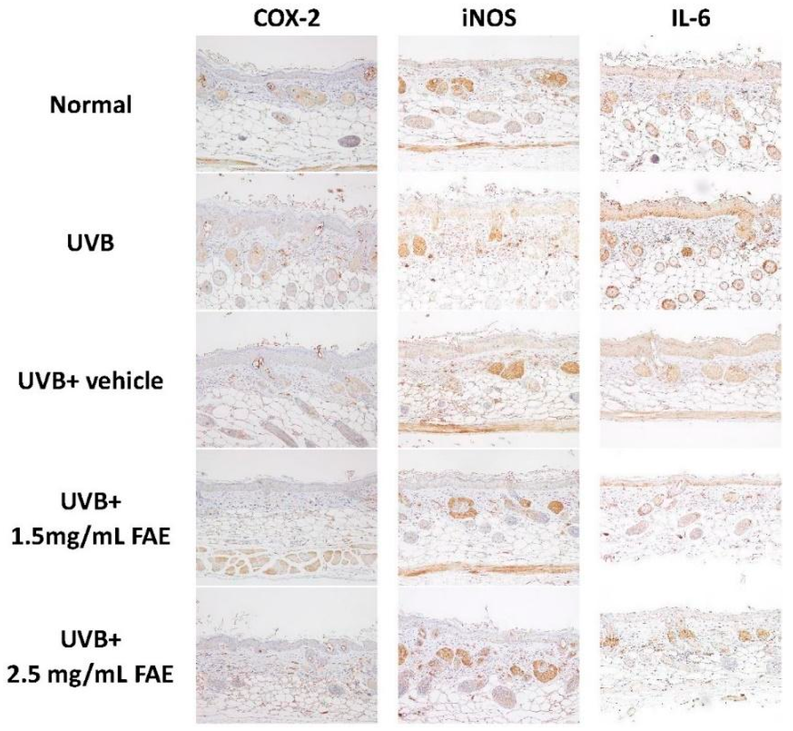 Antioxidants 11 00981 g009