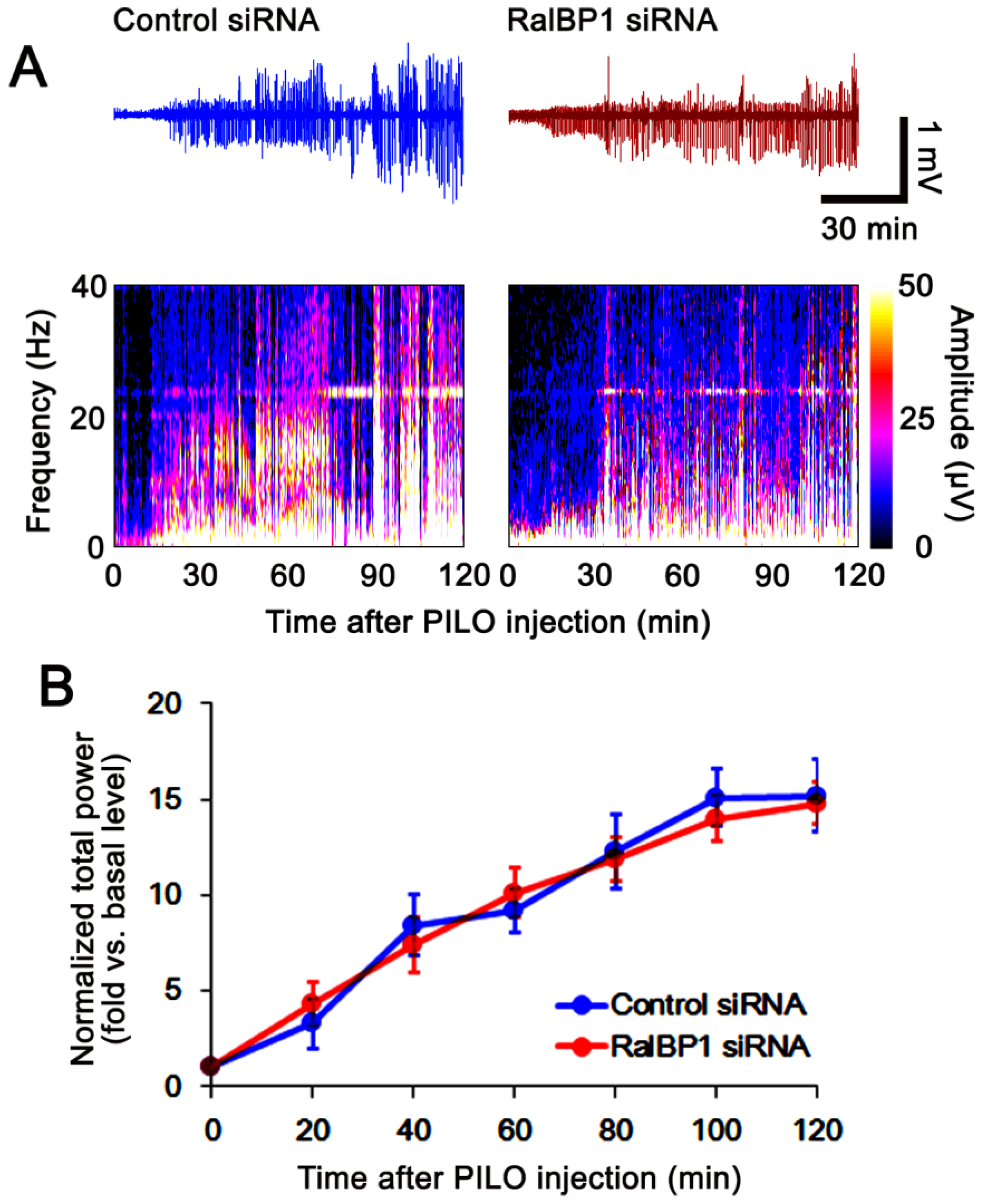 Antioxidants 11 00985 g004
